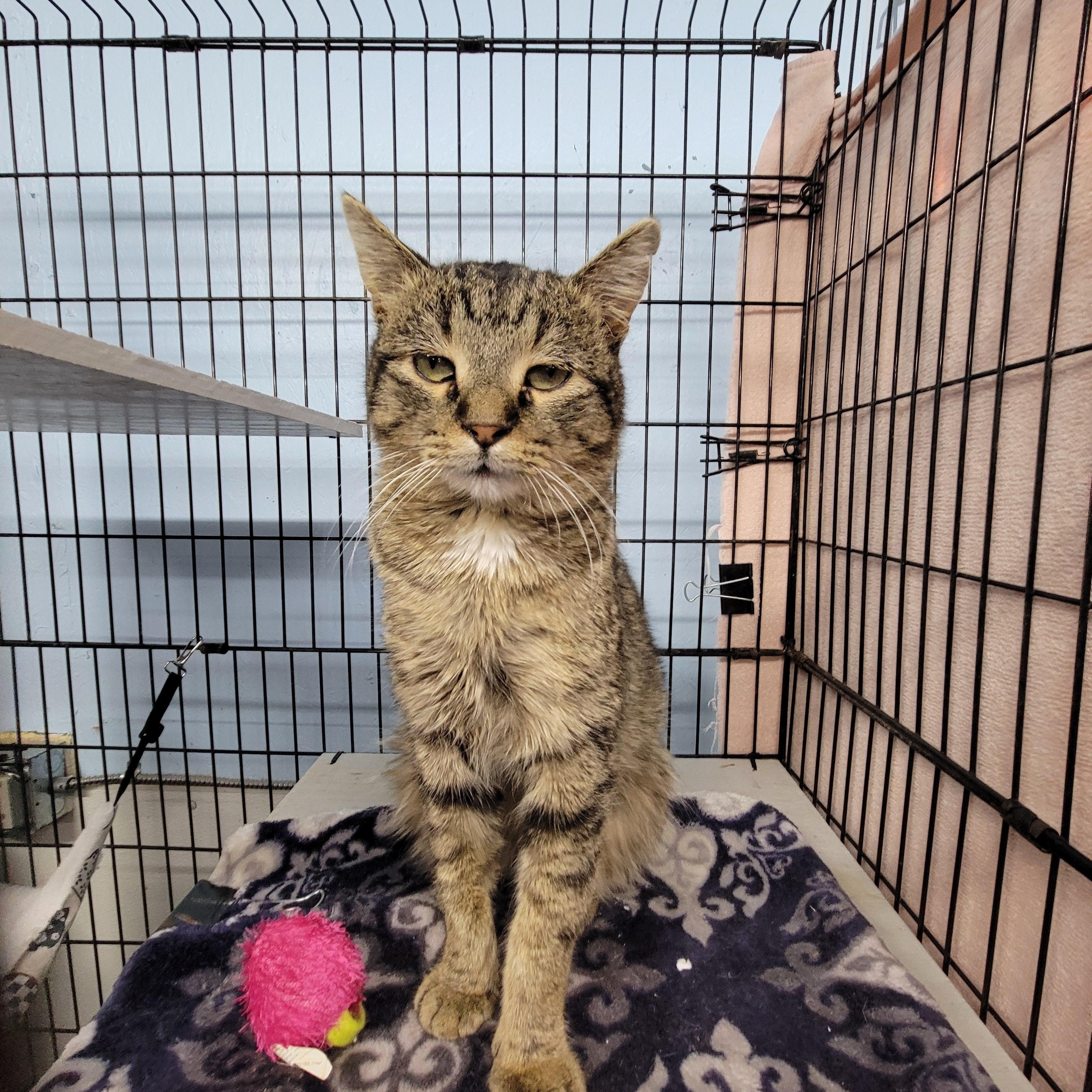 Iggy, ADOPTABLE, Young Male Domestic Short Hair.