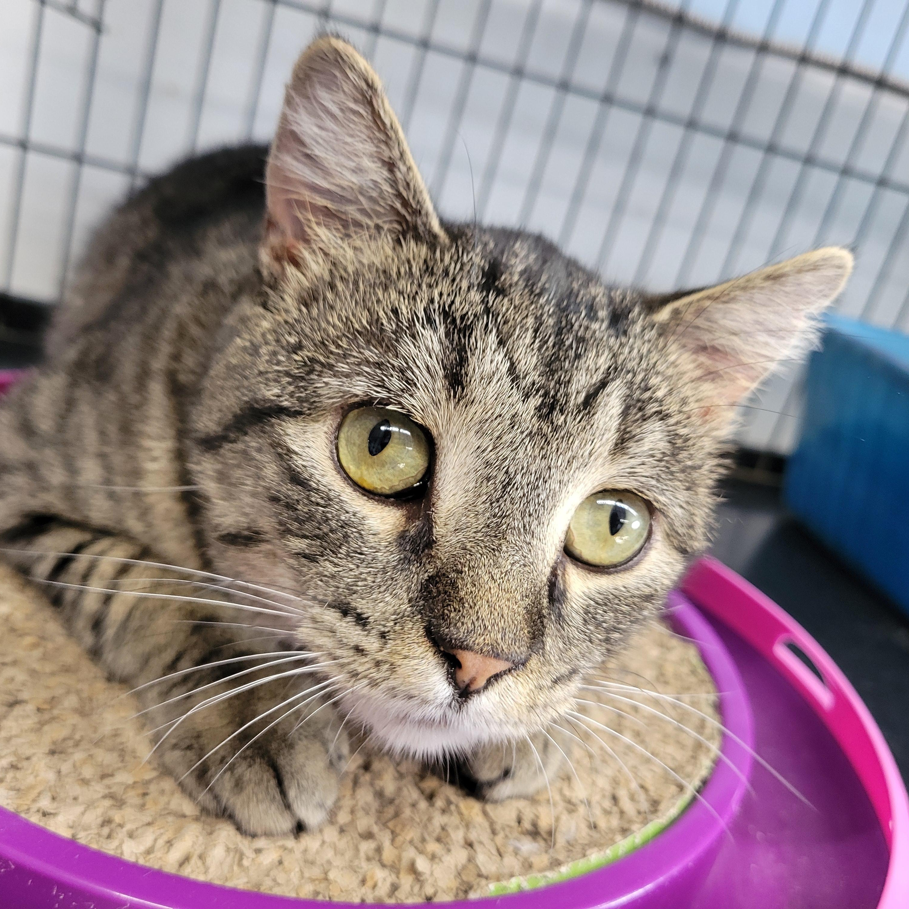 Enlarge Iggy, a ADOPTABLE Domestic Short Hair in Clarinda, IA image 6/6