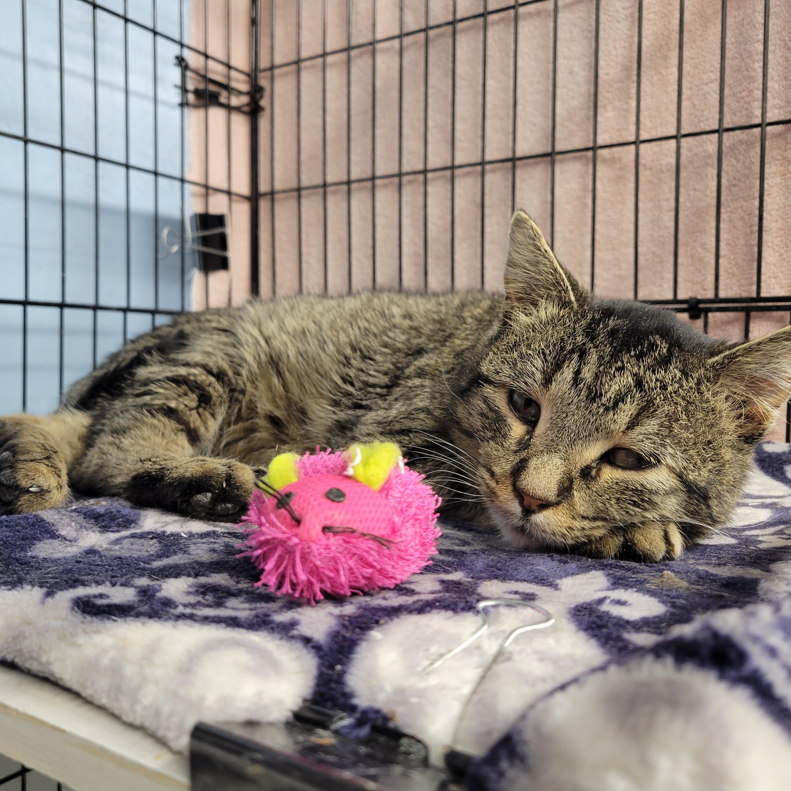 Enlarge Iggy, a ADOPTABLE Domestic Short Hair in Clarinda, IA image 3/3