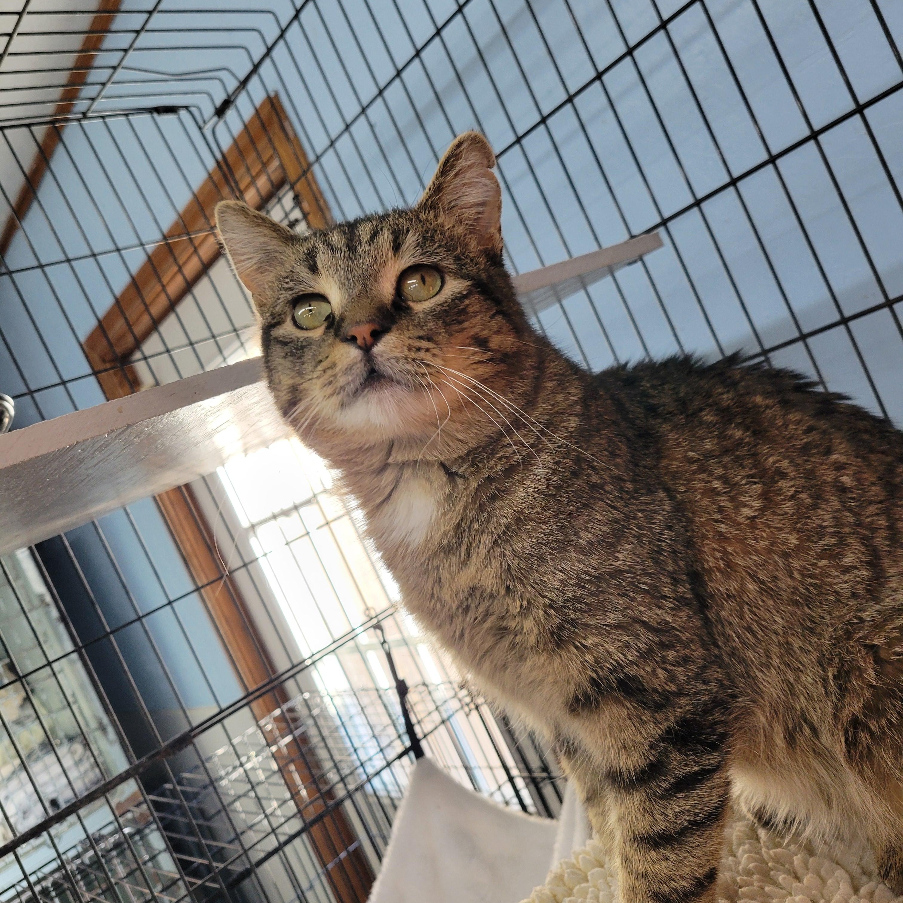 Enlarge Iggy, a ADOPTABLE Domestic Short Hair in Clarinda, IA image 1/6