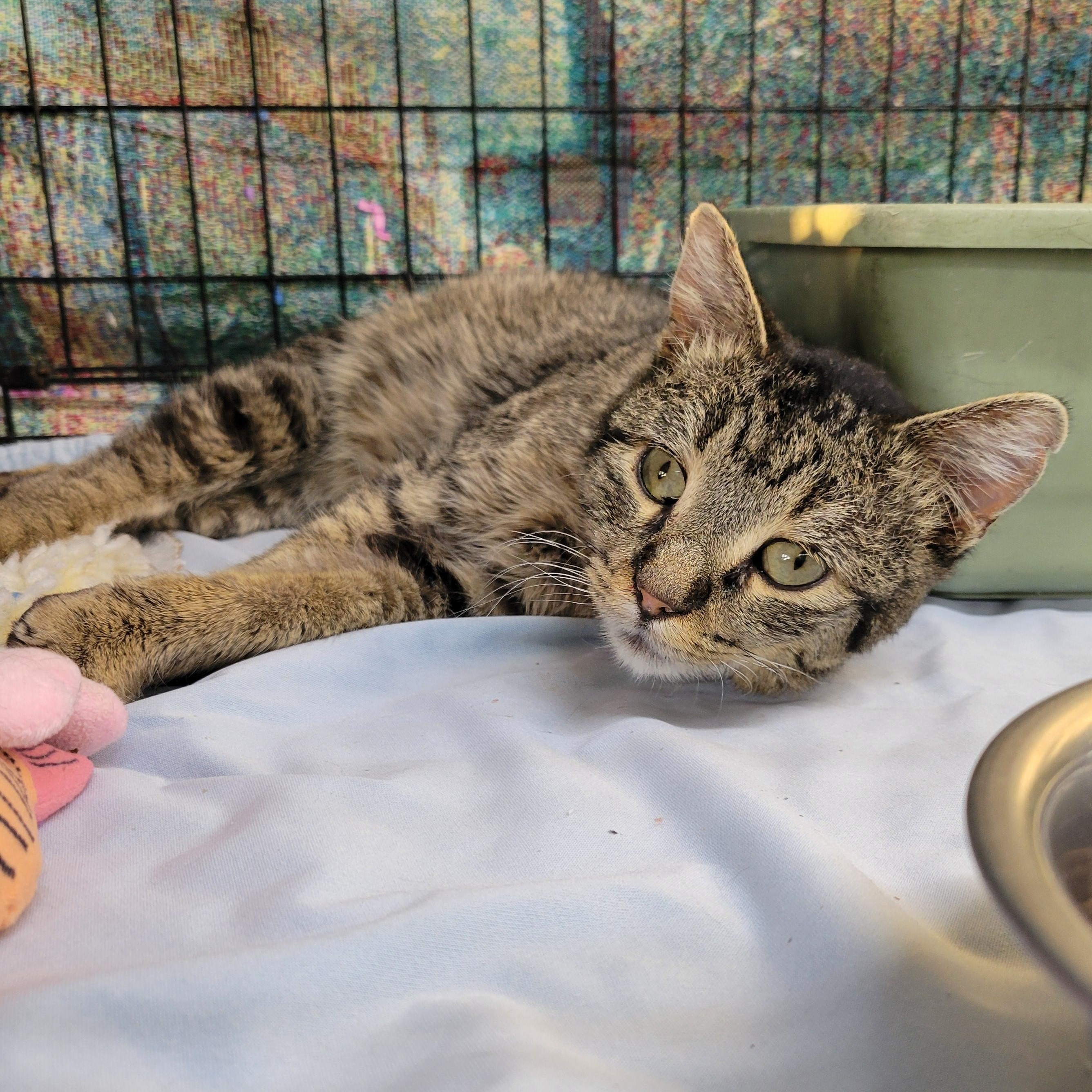 Enlarge Iggy, a ADOPTABLE Domestic Short Hair in Clarinda, IA image 2/3