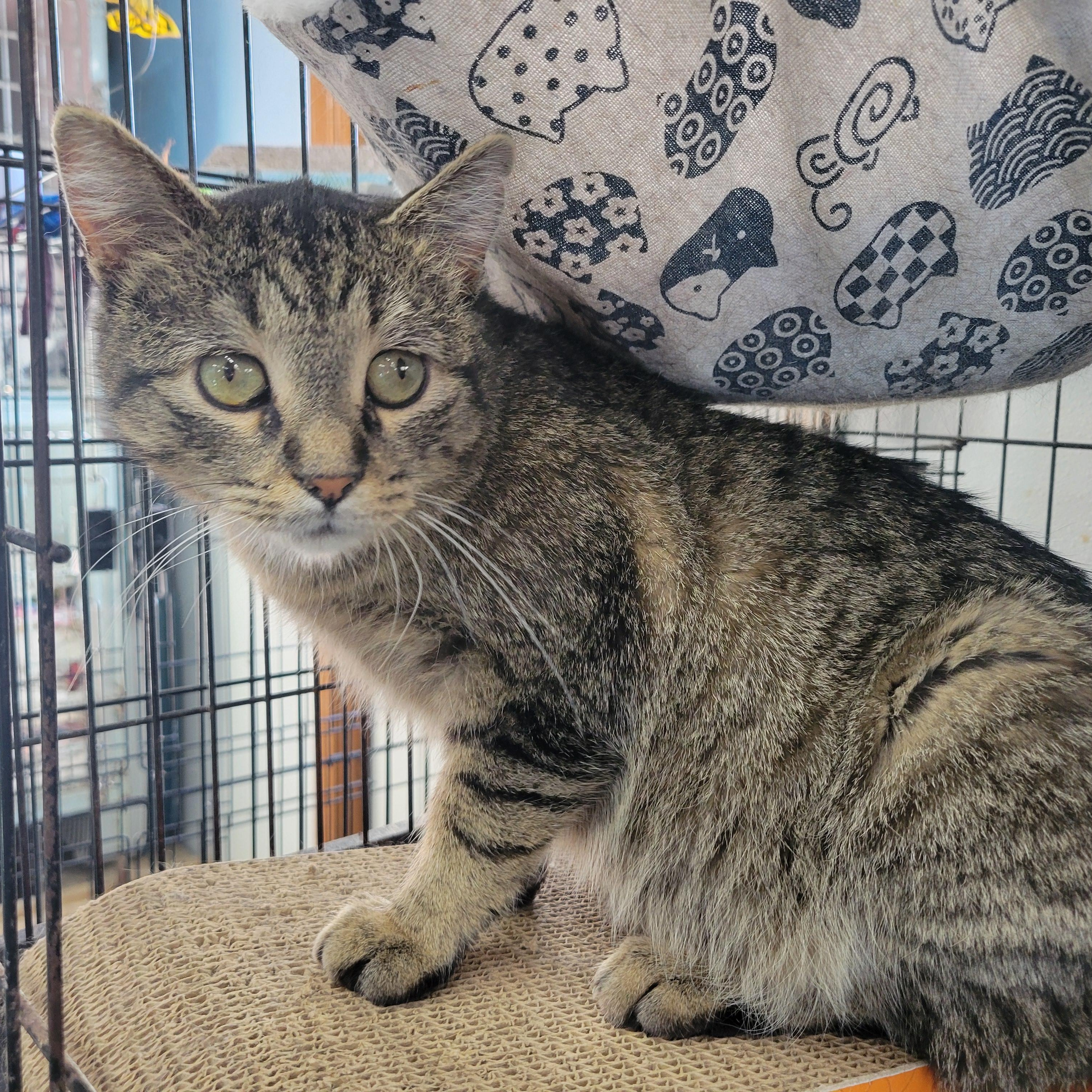 Iggy, ADOPTABLE, Young Male Domestic Short Hair.