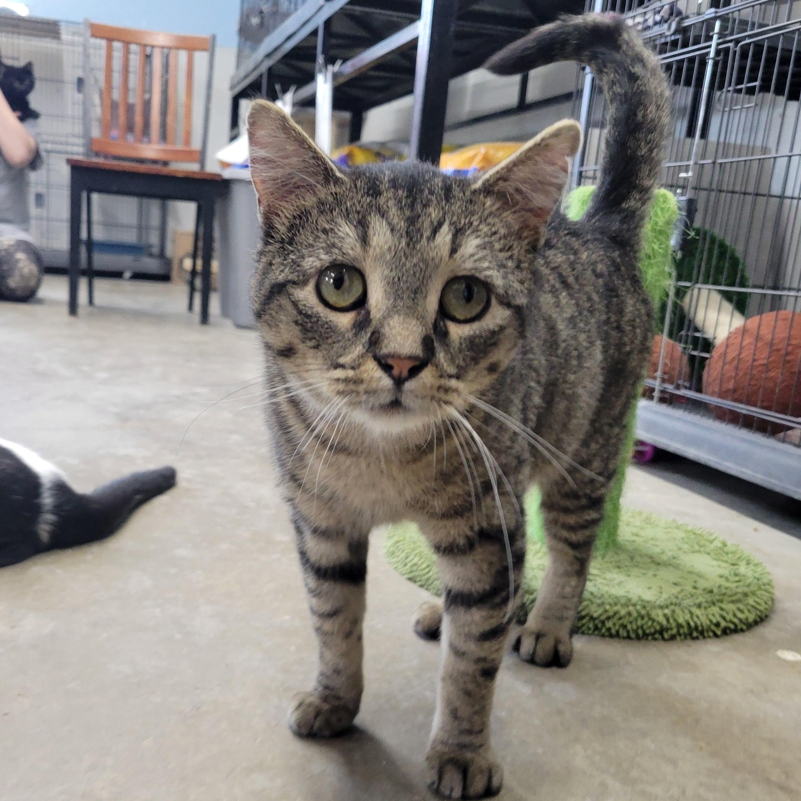 Iggy, ADOPTABLE, Young Male Domestic Short Hair.
