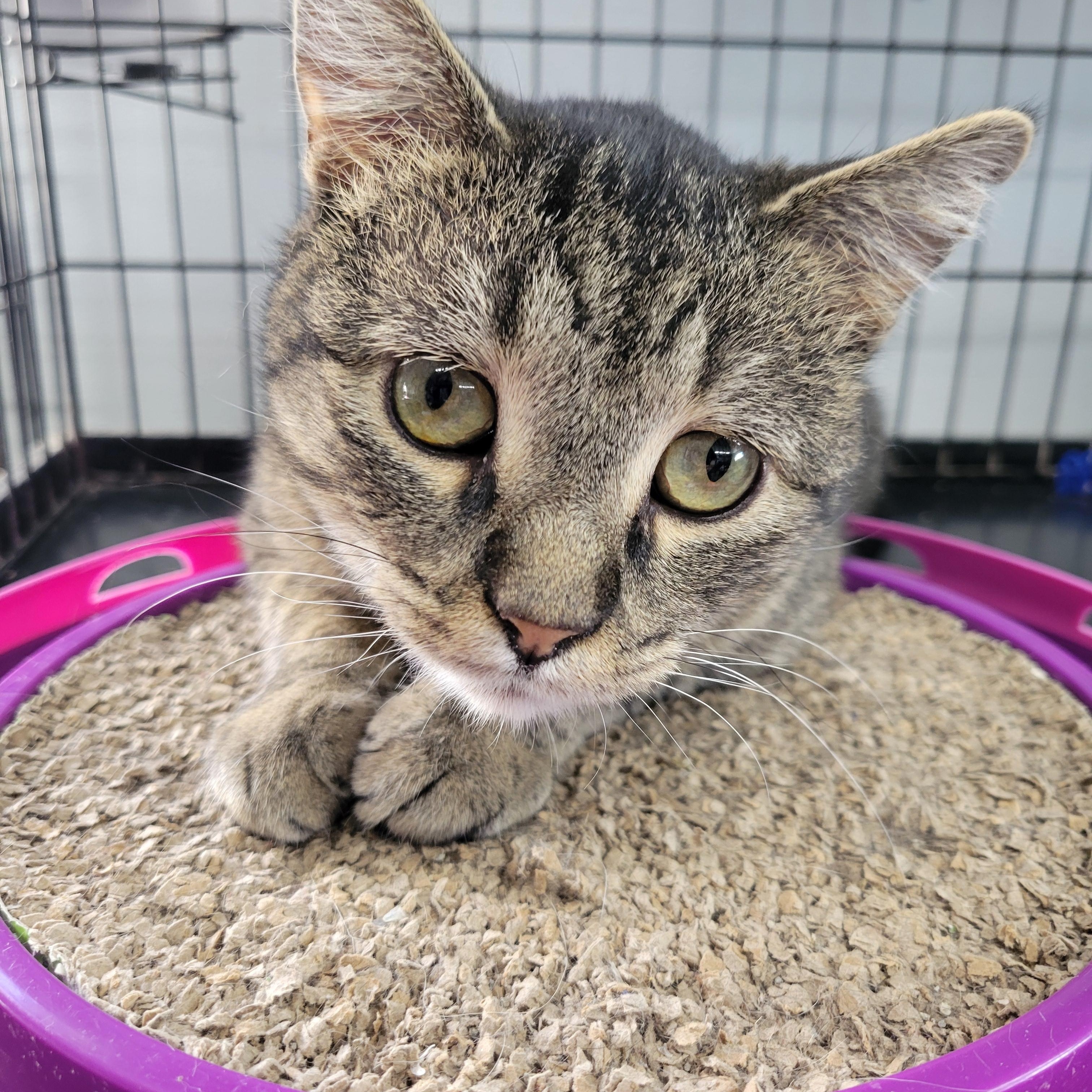 Iggy, ADOPTABLE, Young Male Domestic Short Hair.