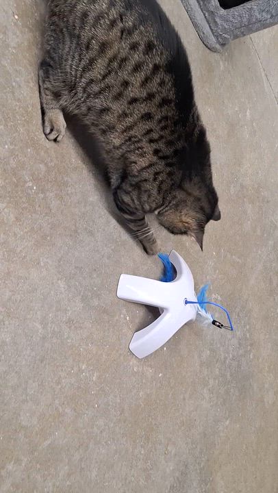 Enlarge Iggy, a ADOPTABLE Domestic Short Hair in Clarinda, IA video 6/6
