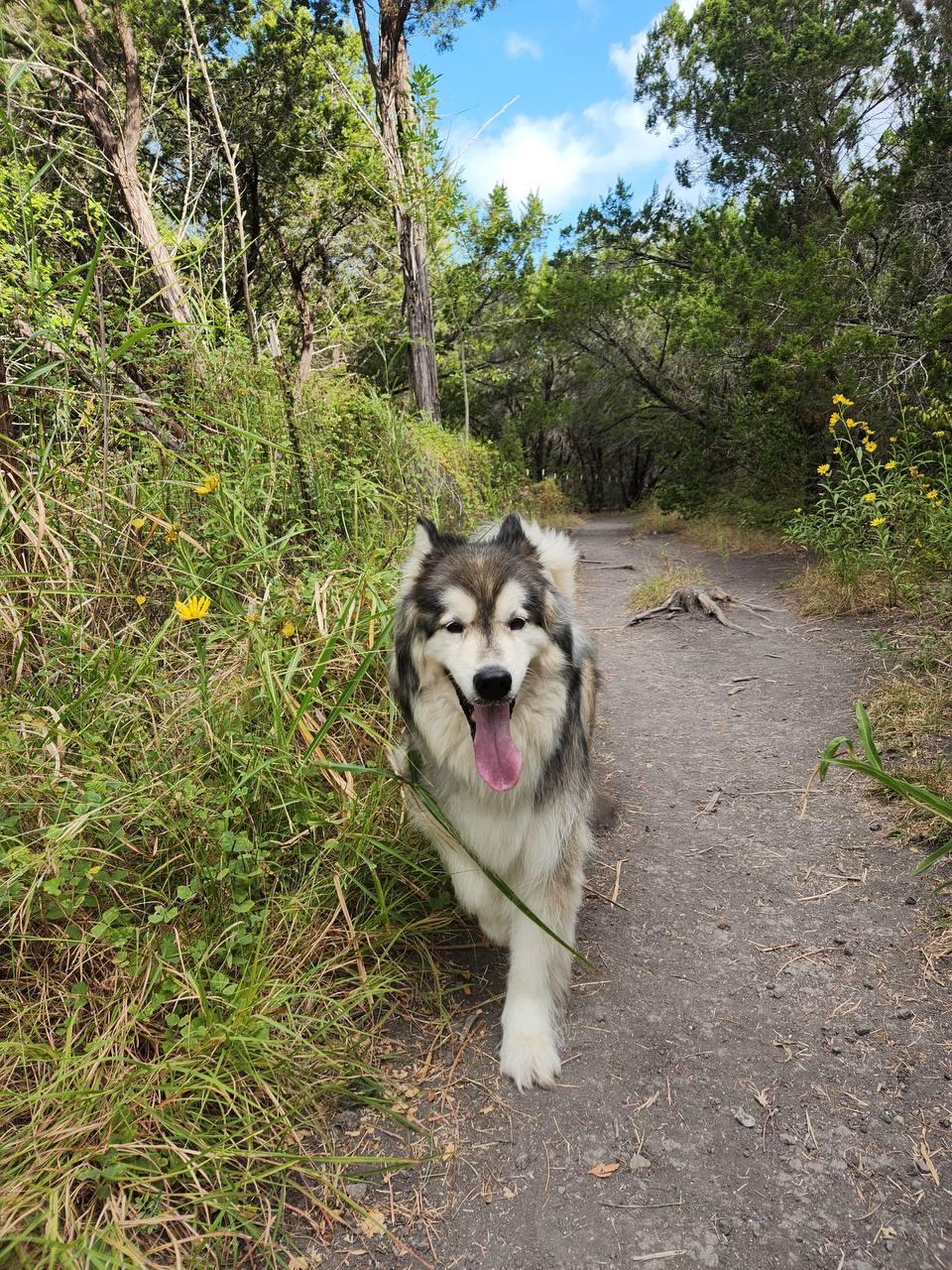 Theo, Adopted, Senior Male Siberian Husky.