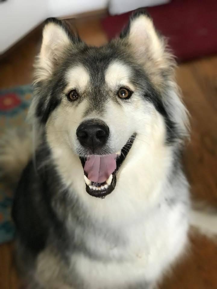 Enlarge Theo, a Adopted Siberian Husky in Carrollton, TX image 3/3