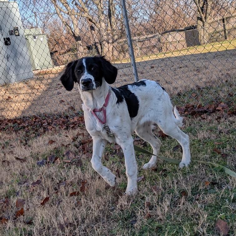 Lady, Adoptable, Puppy Female Mixed Breed.