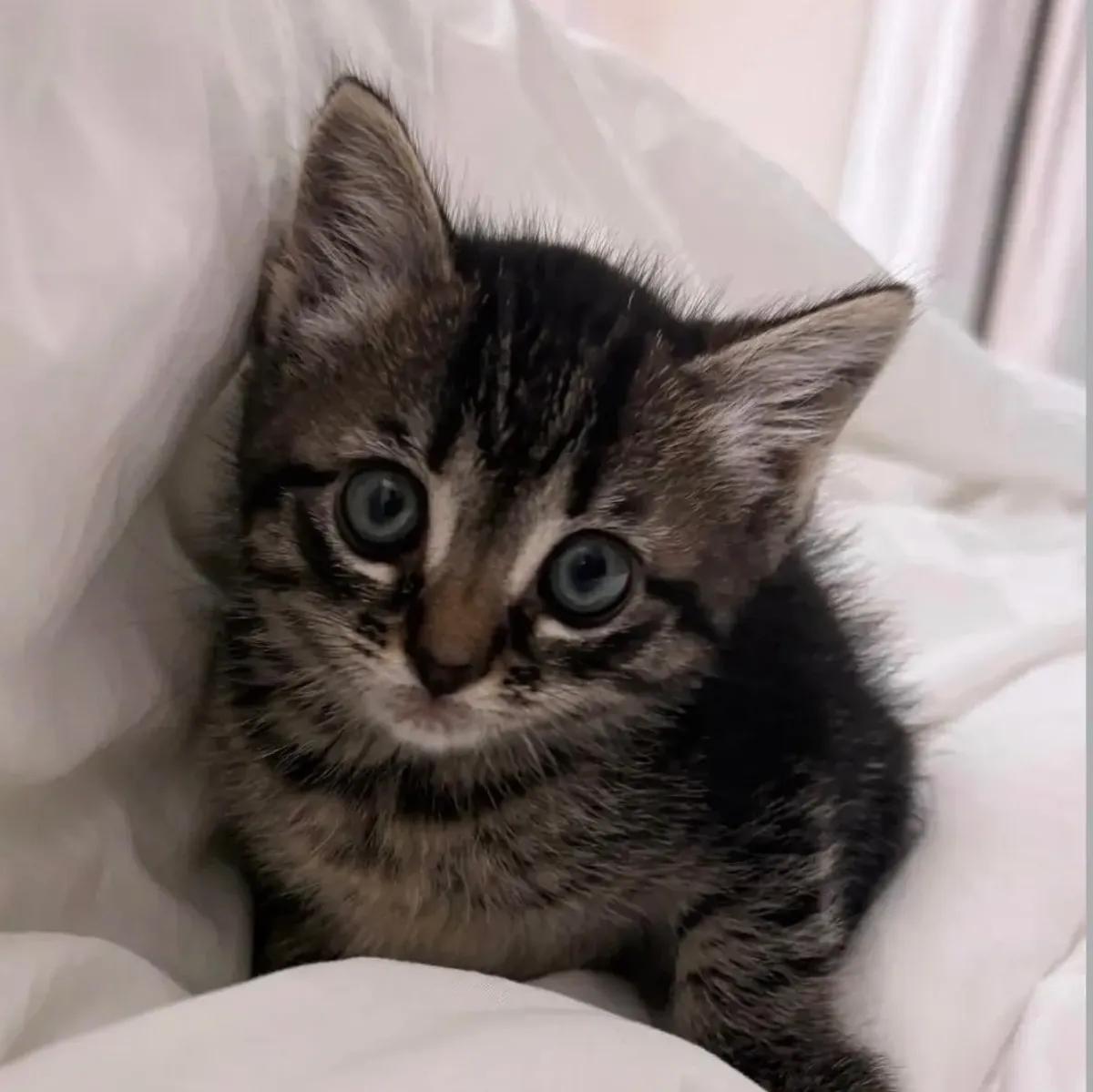 Lime, ADOPTABLE, Kitten Male Domestic Short Hair.