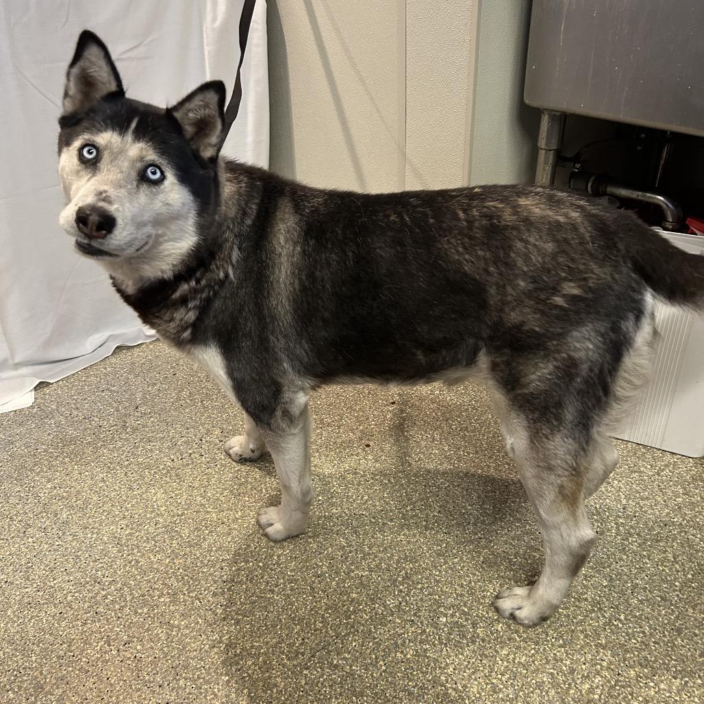 Zoya*, Adoptable, Adult Female Husky.