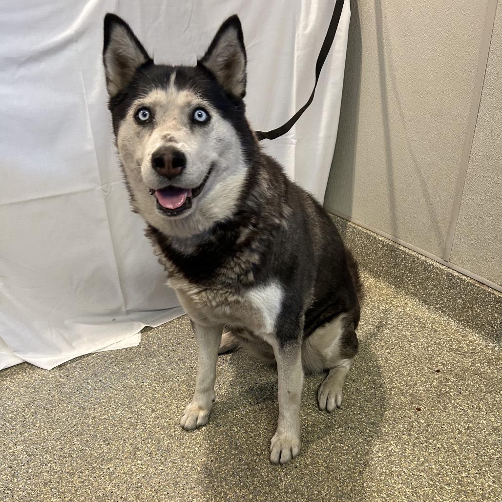 Zoya*, a Adoptable Husky in San Gabriel, CA image 2/2