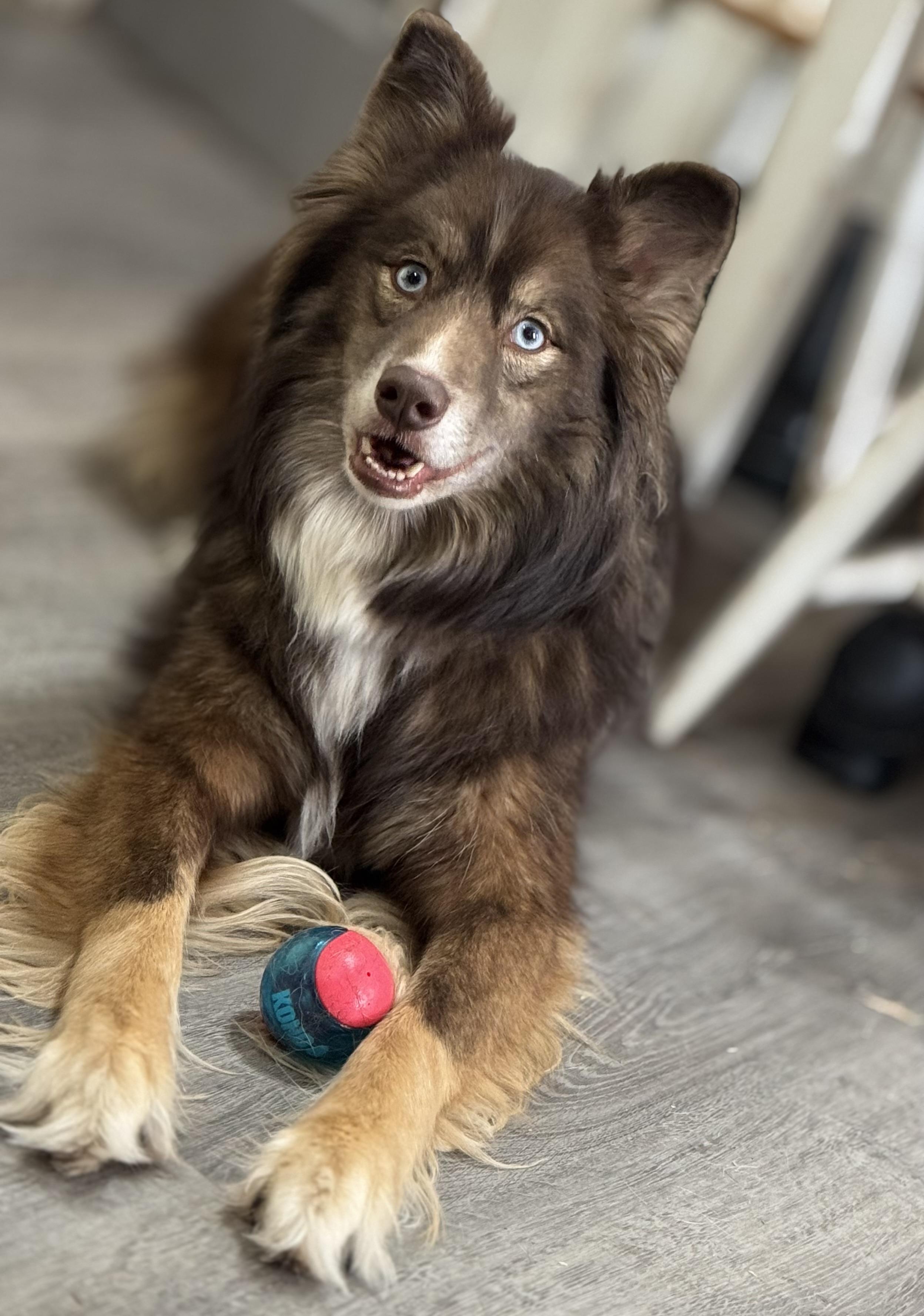 Enlarge Mila, a ADOPTABLE mixed breed in Denver, PA image 2/6