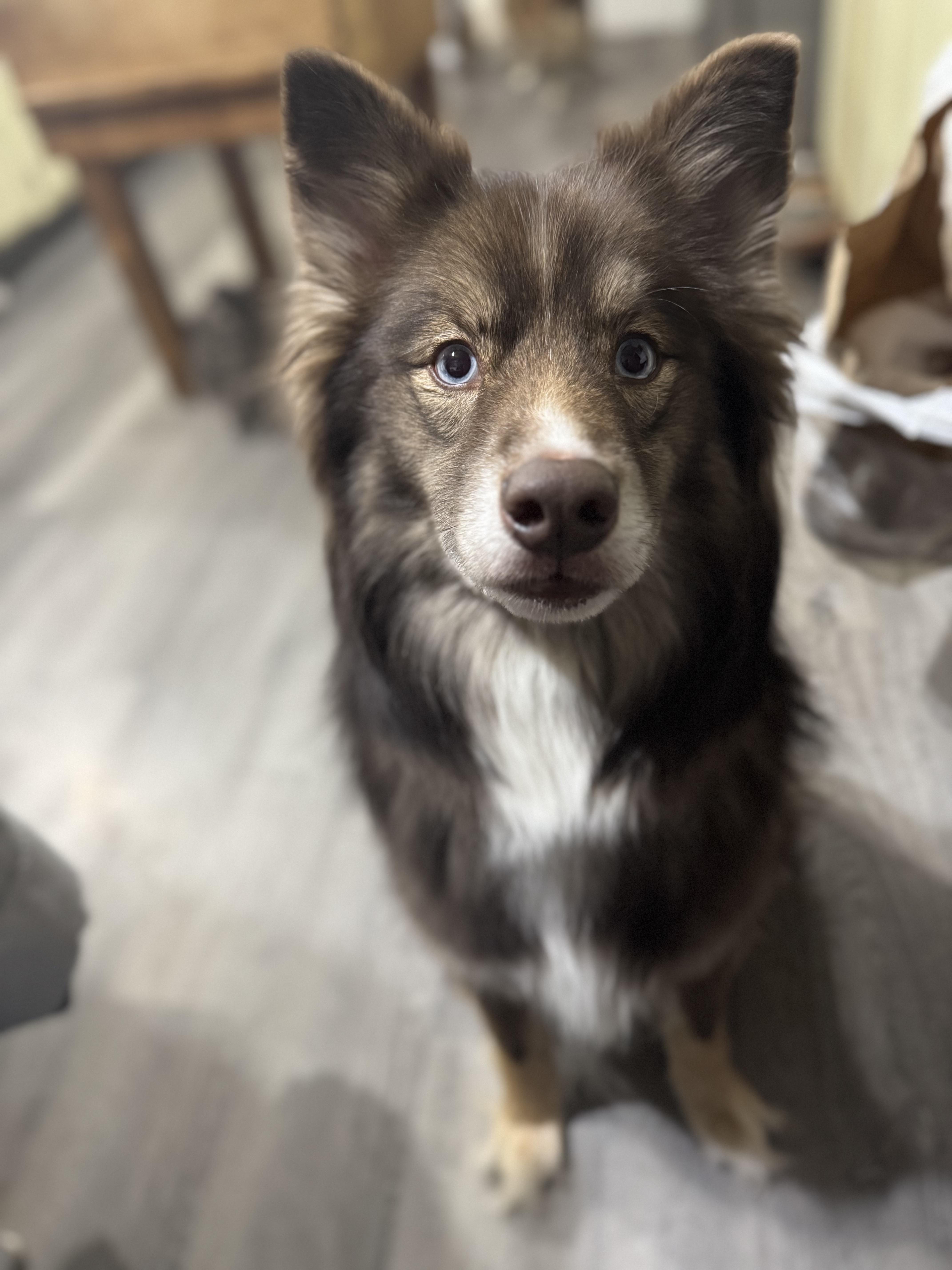 Enlarge Mila, a ADOPTABLE mixed breed in Denver, PA image 6/6