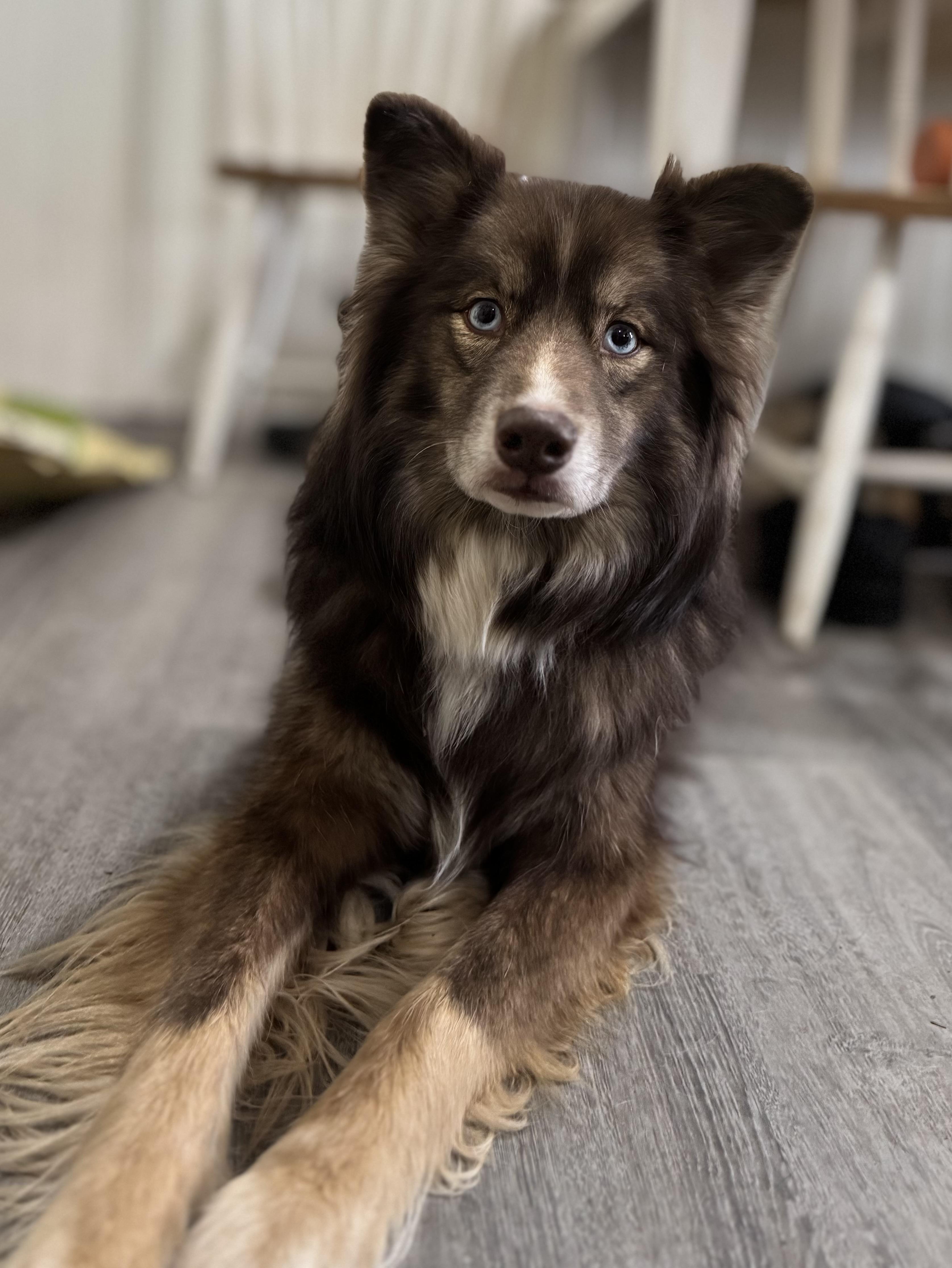 Enlarge Mila, a ADOPTABLE mixed breed in Denver, PA image 3/6