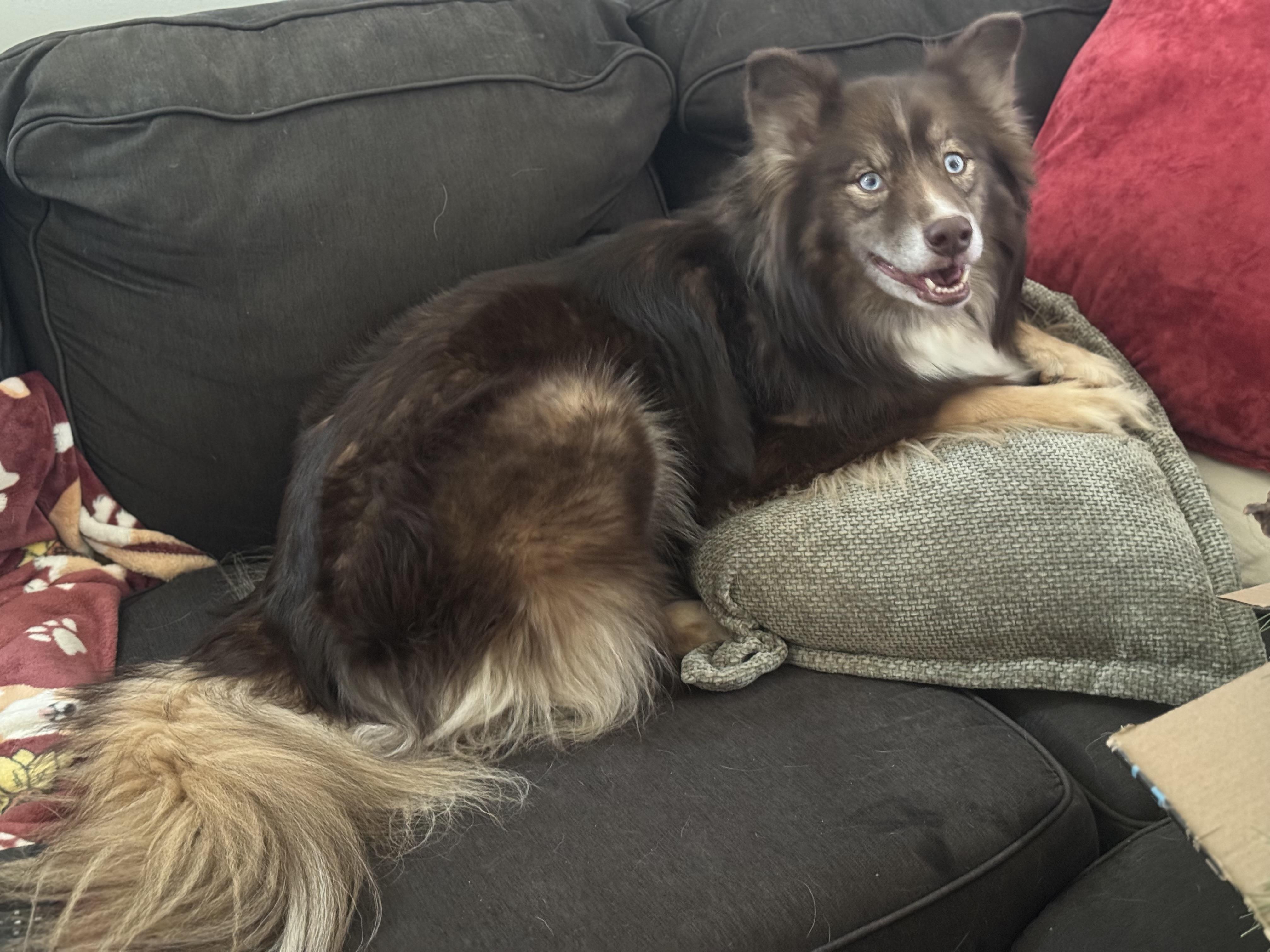 Enlarge Mila, a ADOPTABLE mixed breed in Denver, PA image 5/6