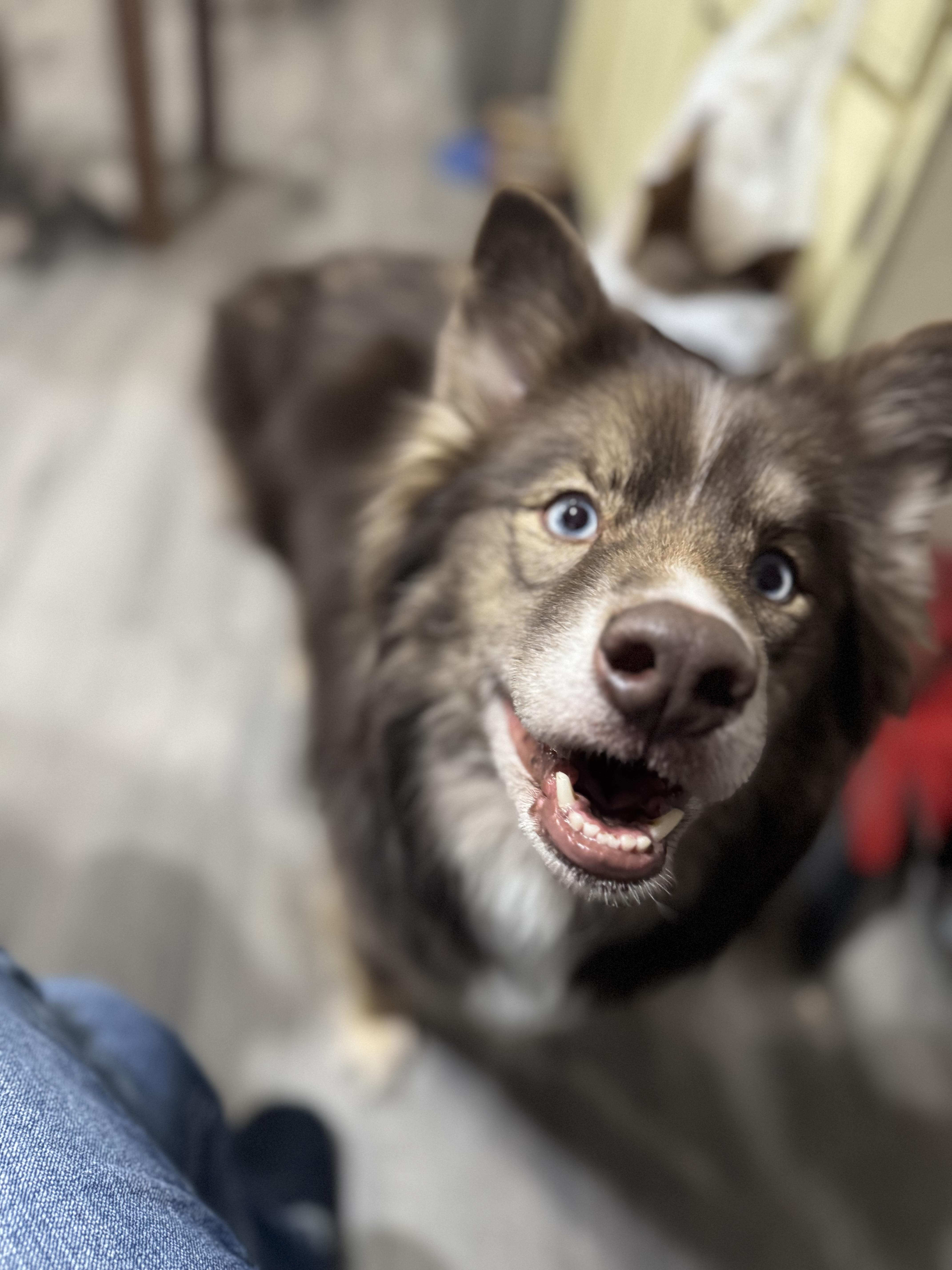 Enlarge Mila, a ADOPTABLE mixed breed in Denver, PA image 4/6