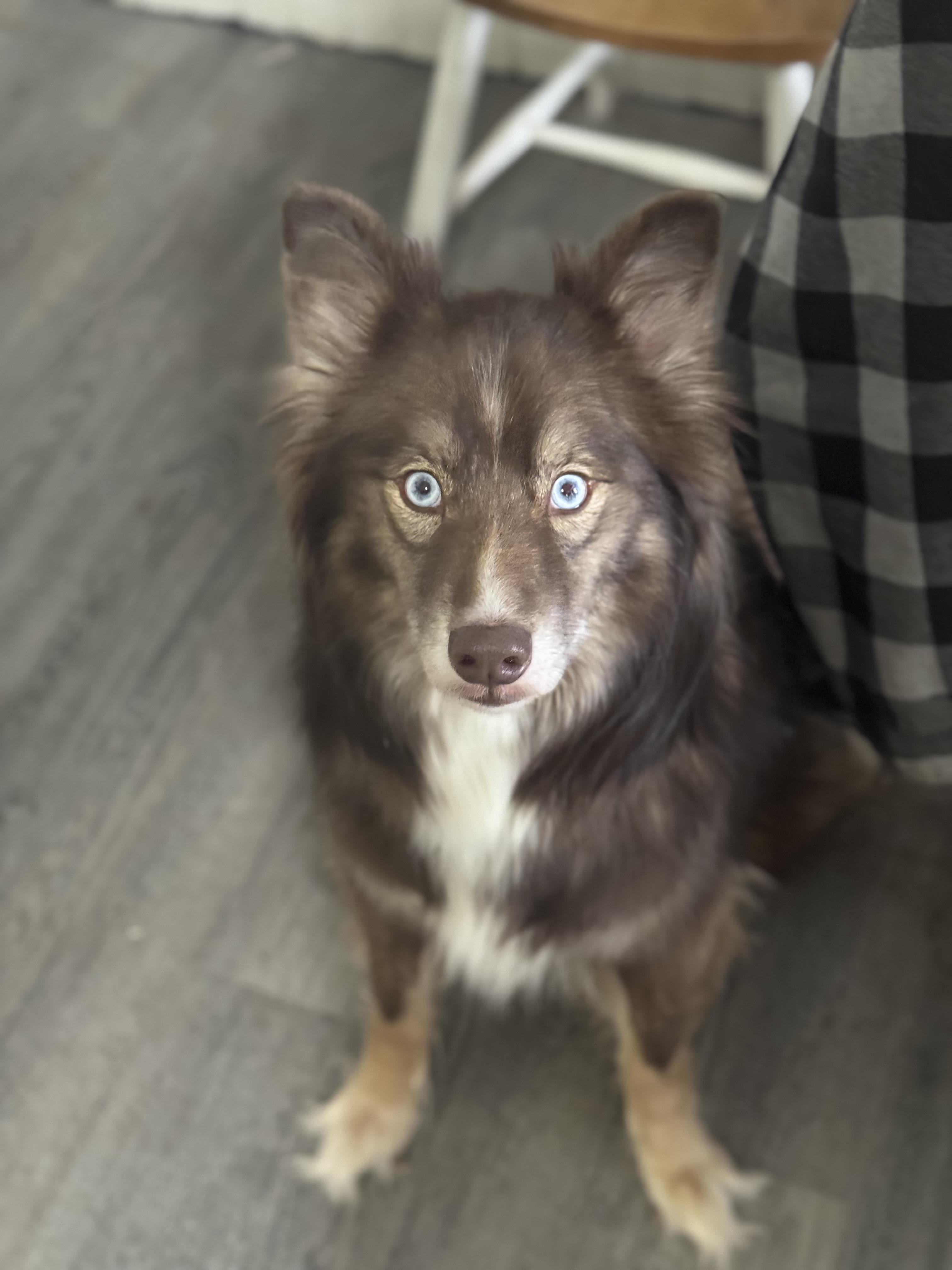 Enlarge Mila, a ADOPTABLE mixed breed in Denver, PA image 1/6