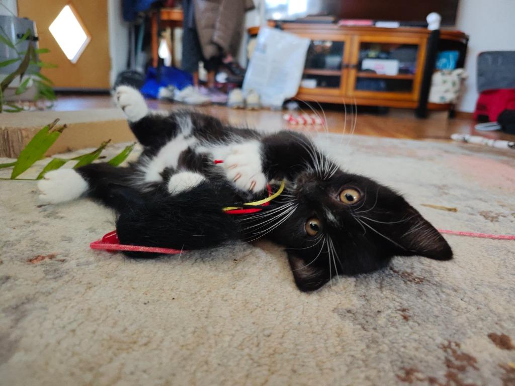 Benji, Adoptable, Kitten Male Domestic Short Hair.