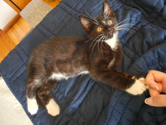 Enlarge Benji, a Adoptable mixed breed in Shoreline, WA image 2/6