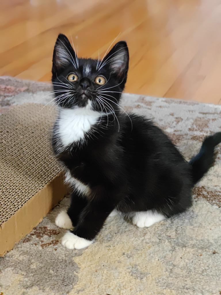 Enlarge Benji, a Adoptable mixed breed in Shoreline, WA image 5/6