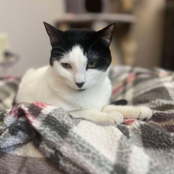 Enlarge Bella, a Adoptable Domestic Short Hair in Milan, IL image 1/2