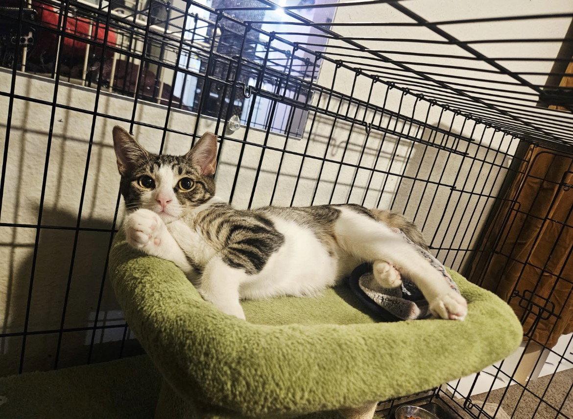 Sora, Adoptable, Kitten Female Tabby.