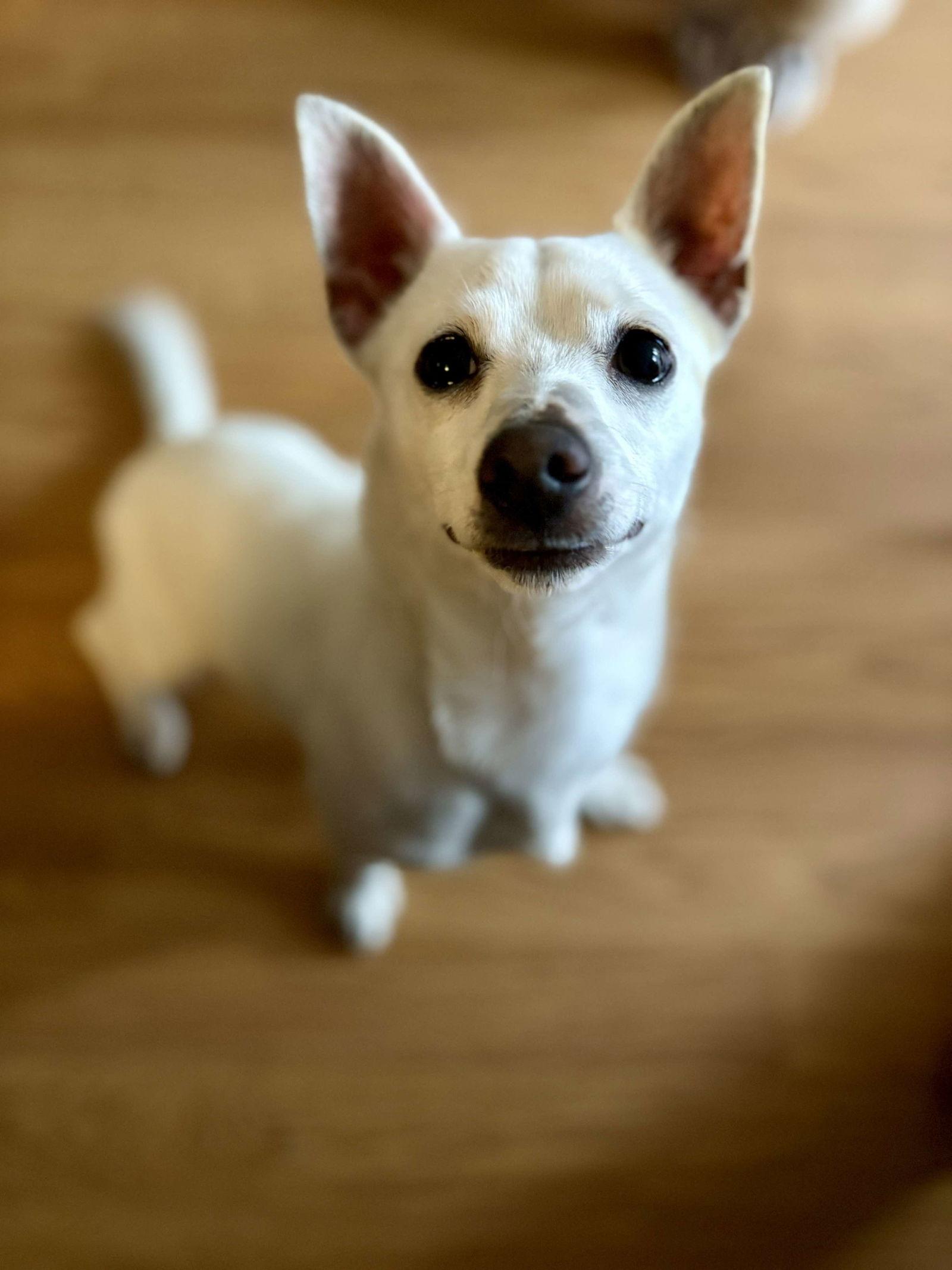 Albie, Adopted, Young Male Chihuahua & Bull Terrier.