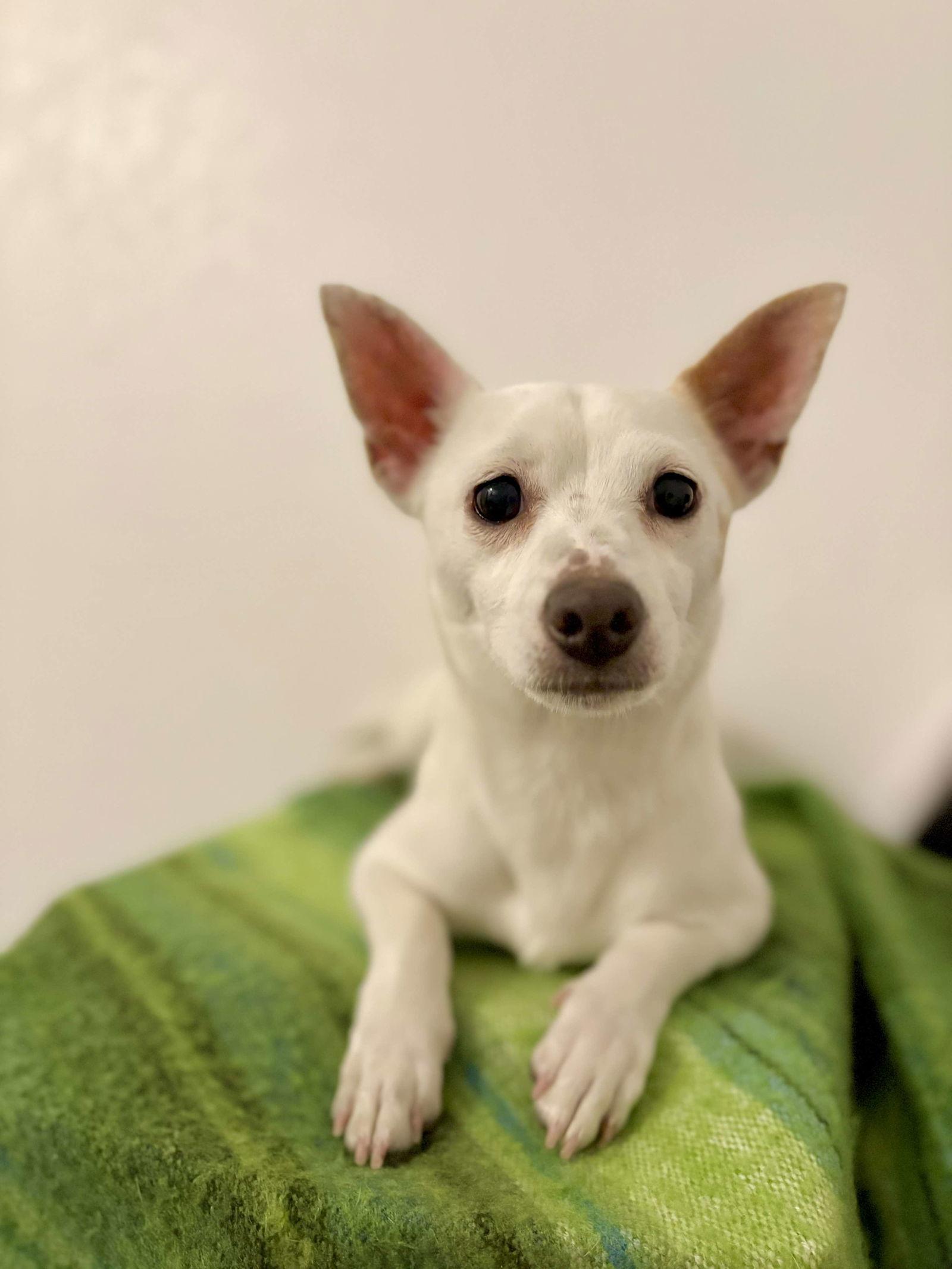 Albie, a Adopted mixed breed in Visalia, CA image 2/3