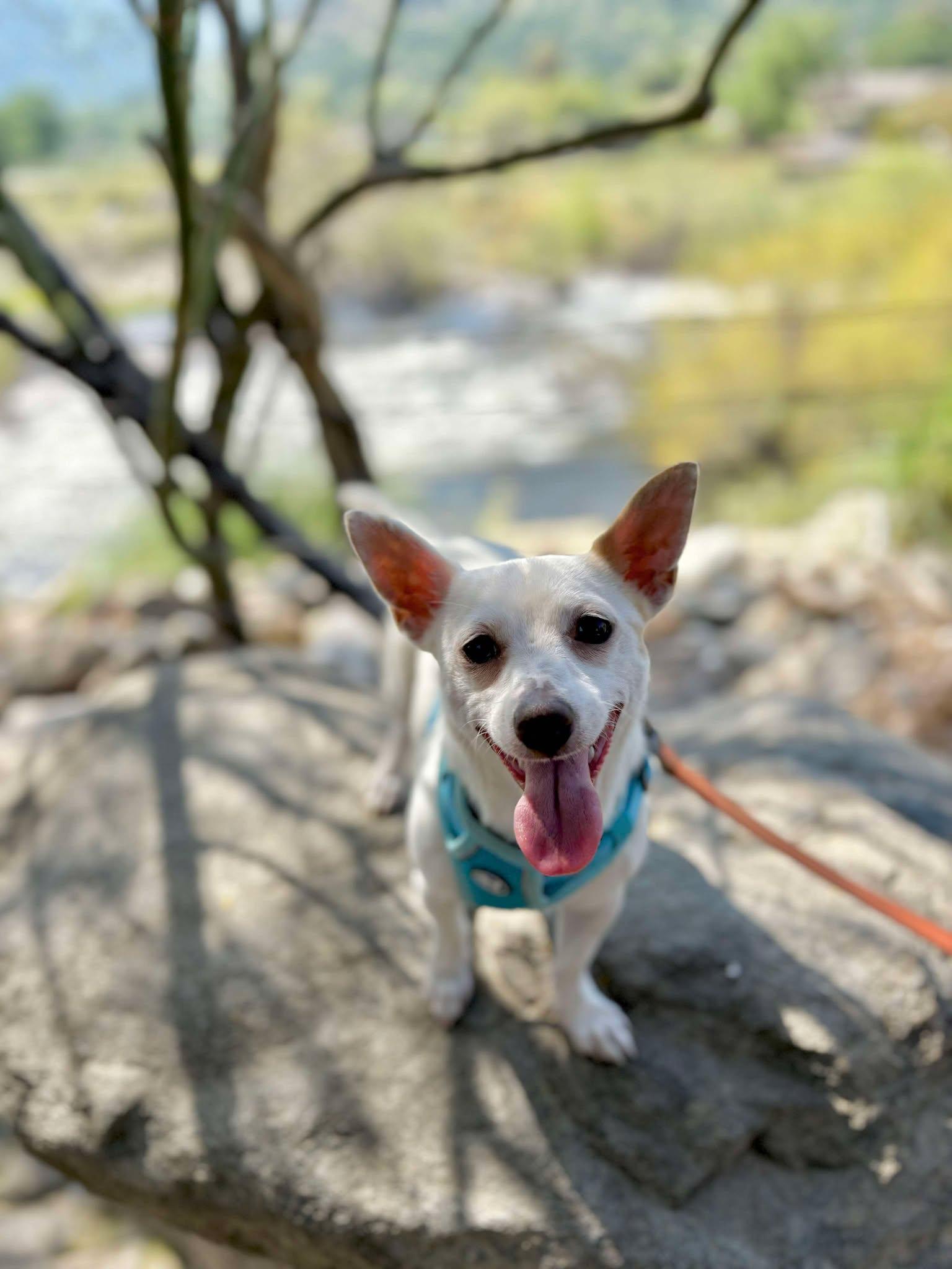 Albie, a Adopted mixed breed in Visalia, CA image 3/3