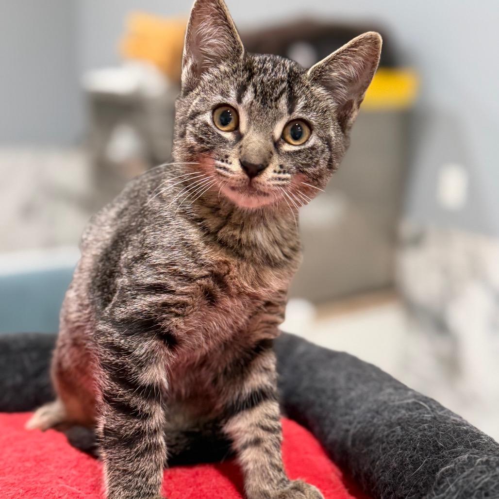 Enlarge CUTIE, a Adoptable Domestic Short Hair in Wellington, FL image 1/6