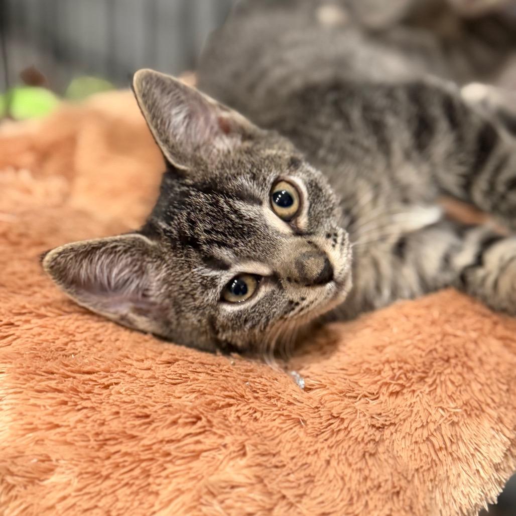 Enlarge CUTIE, a Adoptable Domestic Short Hair in Wellington, FL image 2/6