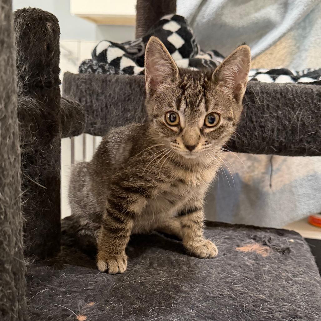 Enlarge CUTIE, a Adoptable Domestic Short Hair in Wellington, FL image 3/6