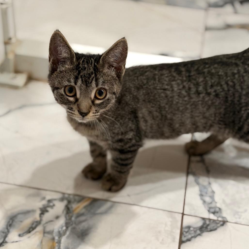 Enlarge CUTIE, a Adoptable Domestic Short Hair in Wellington, FL image 4/6
