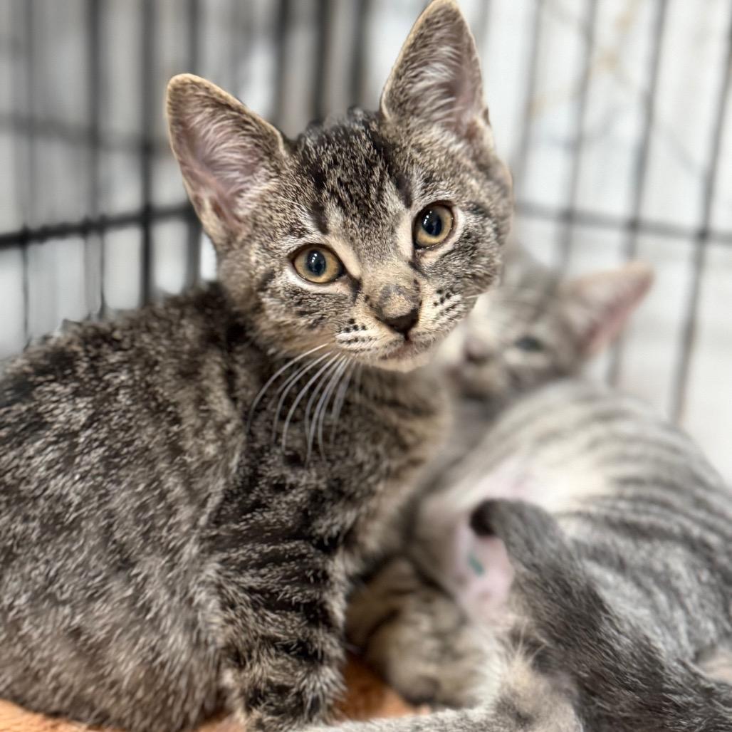 Enlarge CUTIE, a Adoptable Domestic Short Hair in Wellington, FL image 5/6