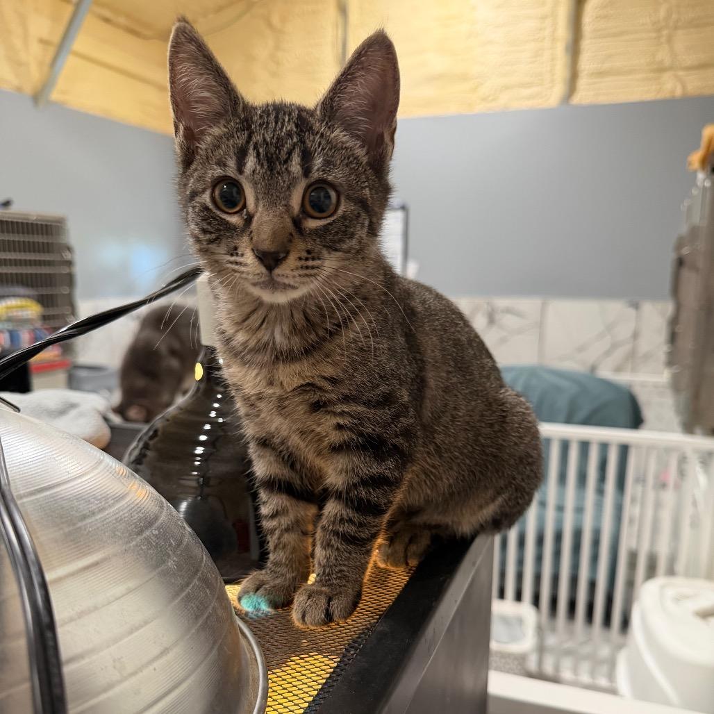Enlarge CUTIE, a Adoptable Domestic Short Hair in Wellington, FL image 6/6