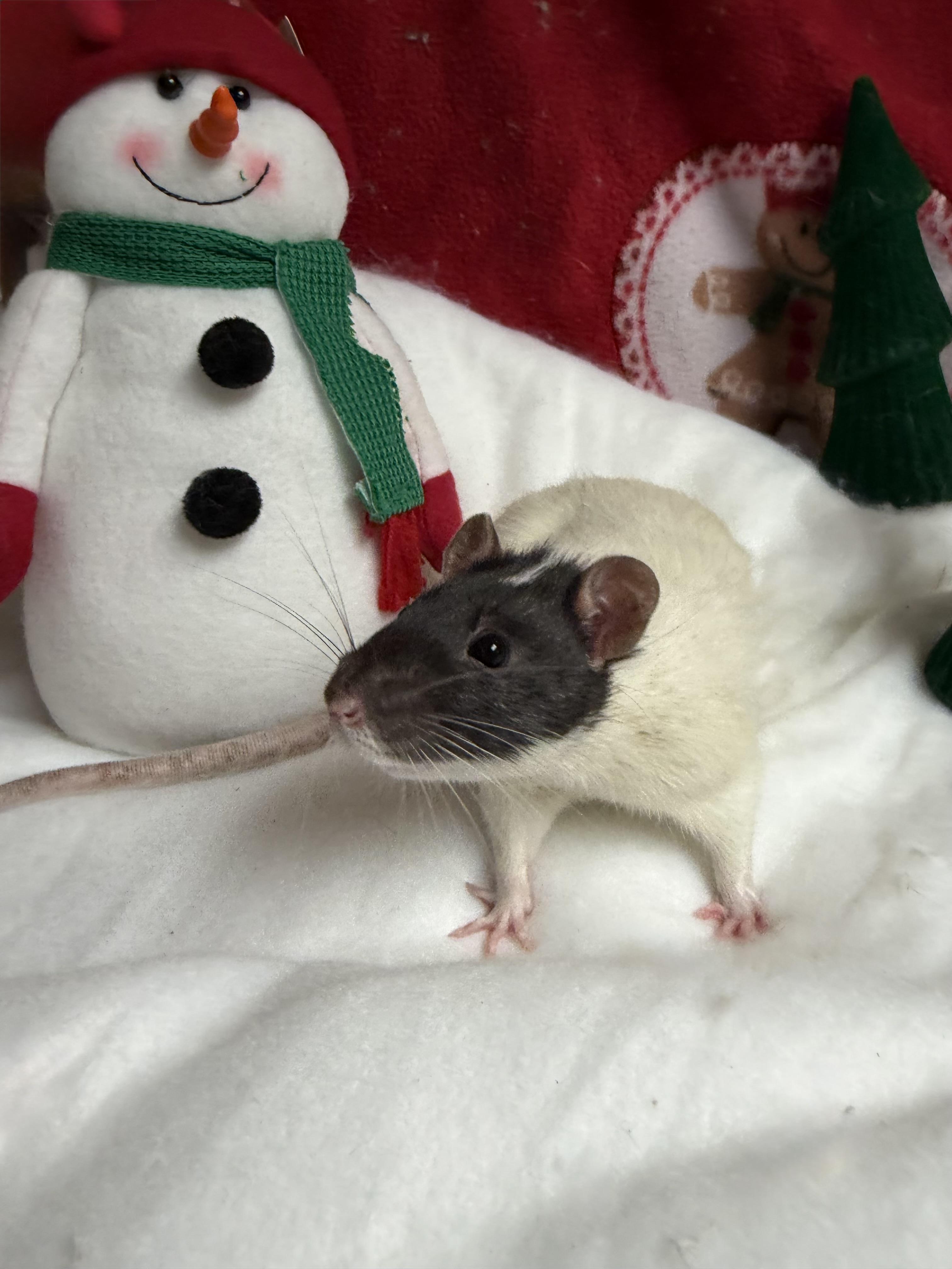 2 neutered males , Adoptable, Young Female Rat.