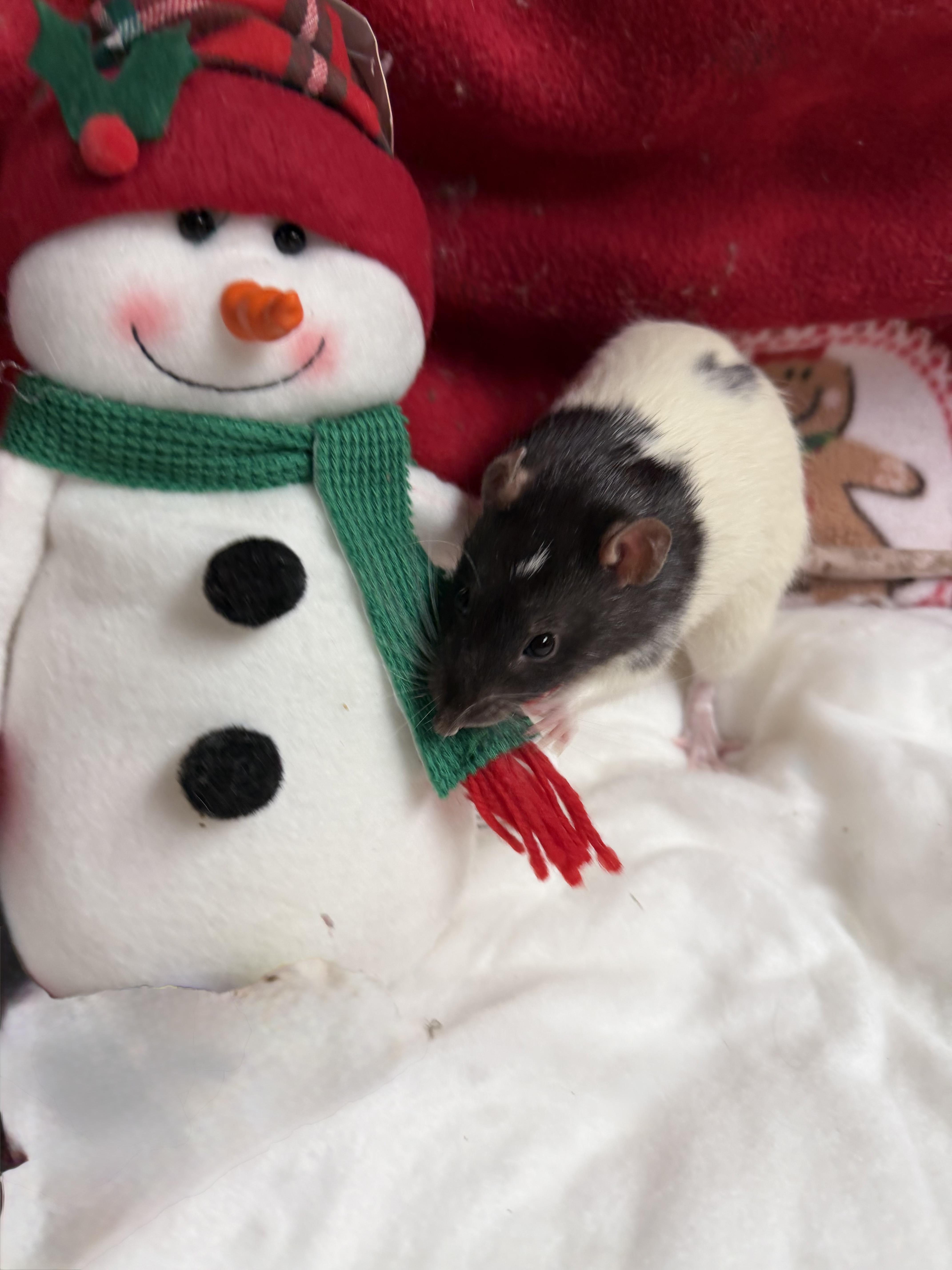 Enlarge 2 neutered males , a Adoptable Rat in Edinburg, PA image 3/3