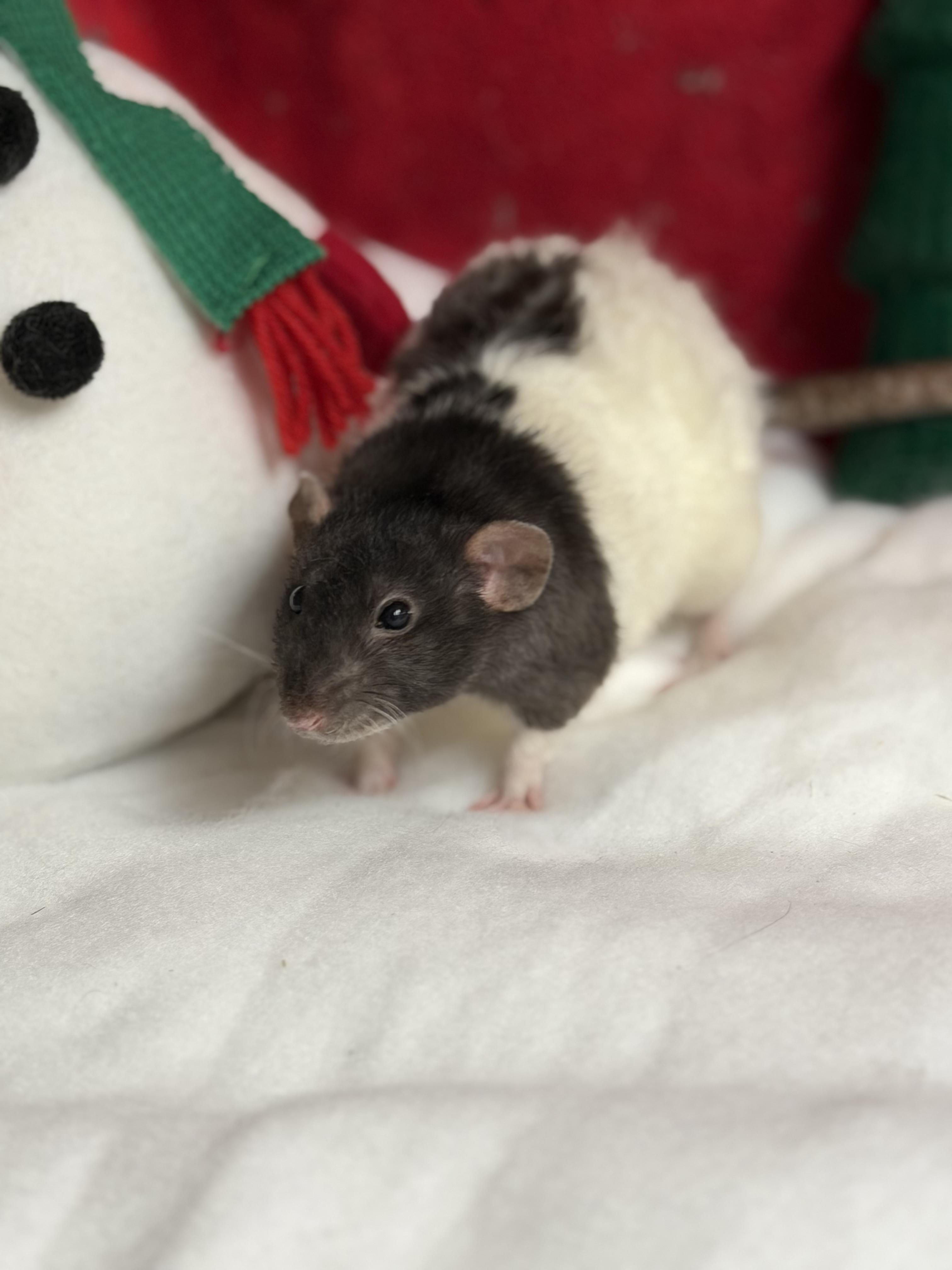 5 ratties: video !!, Adoptable, Young Female Rat.