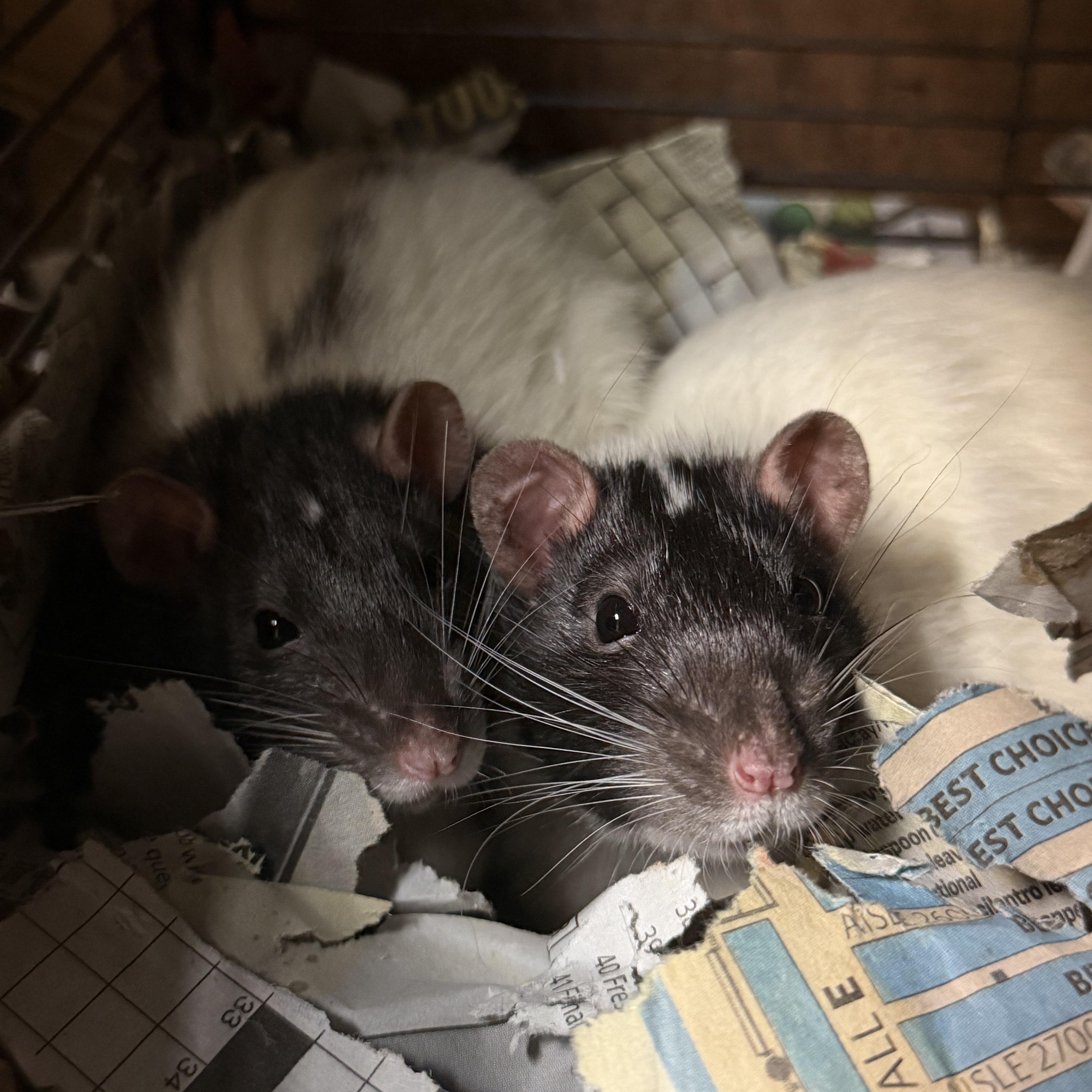 Enlarge 2 neutered males , a Adoptable Rat in Edinburg, PA image 5/5
