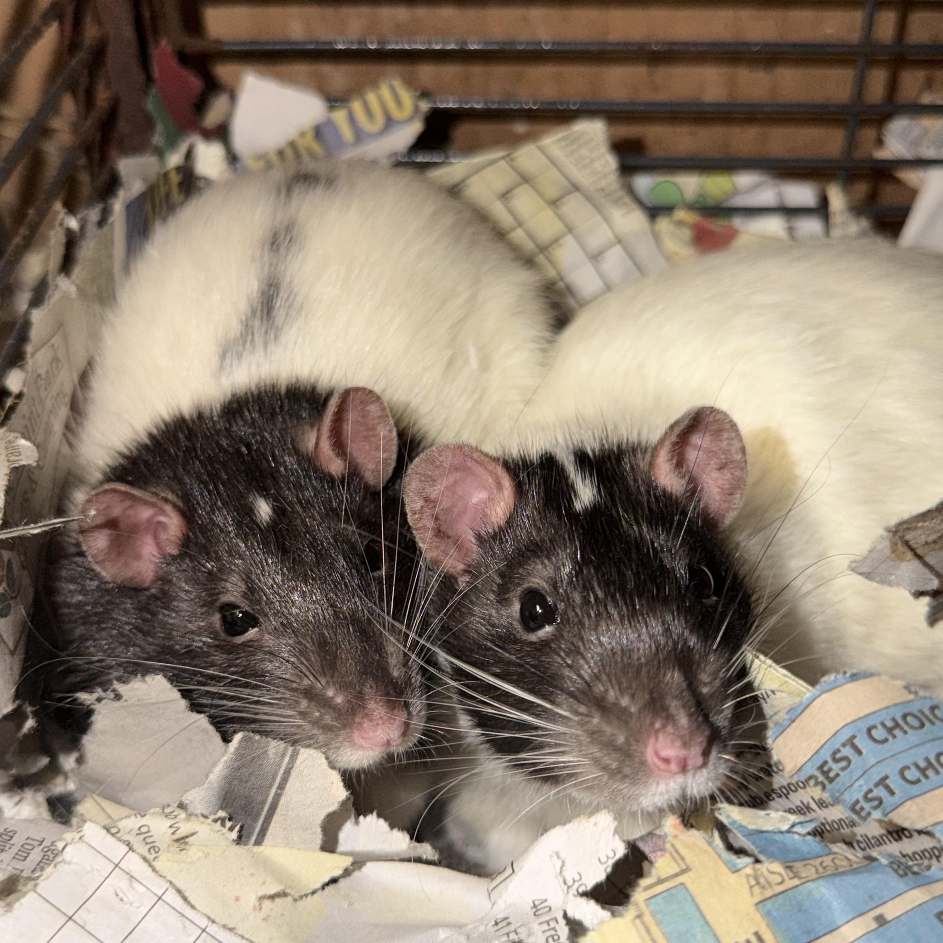 Enlarge 2 neutered males , a Adoptable Rat in Edinburg, PA image 1/5
