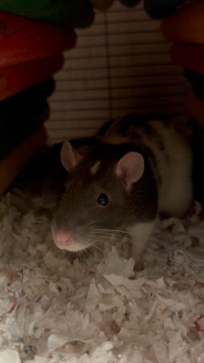 Enlarge 2 neutered males , a Adoptable Rat in Edinburg, PA video 2/3
