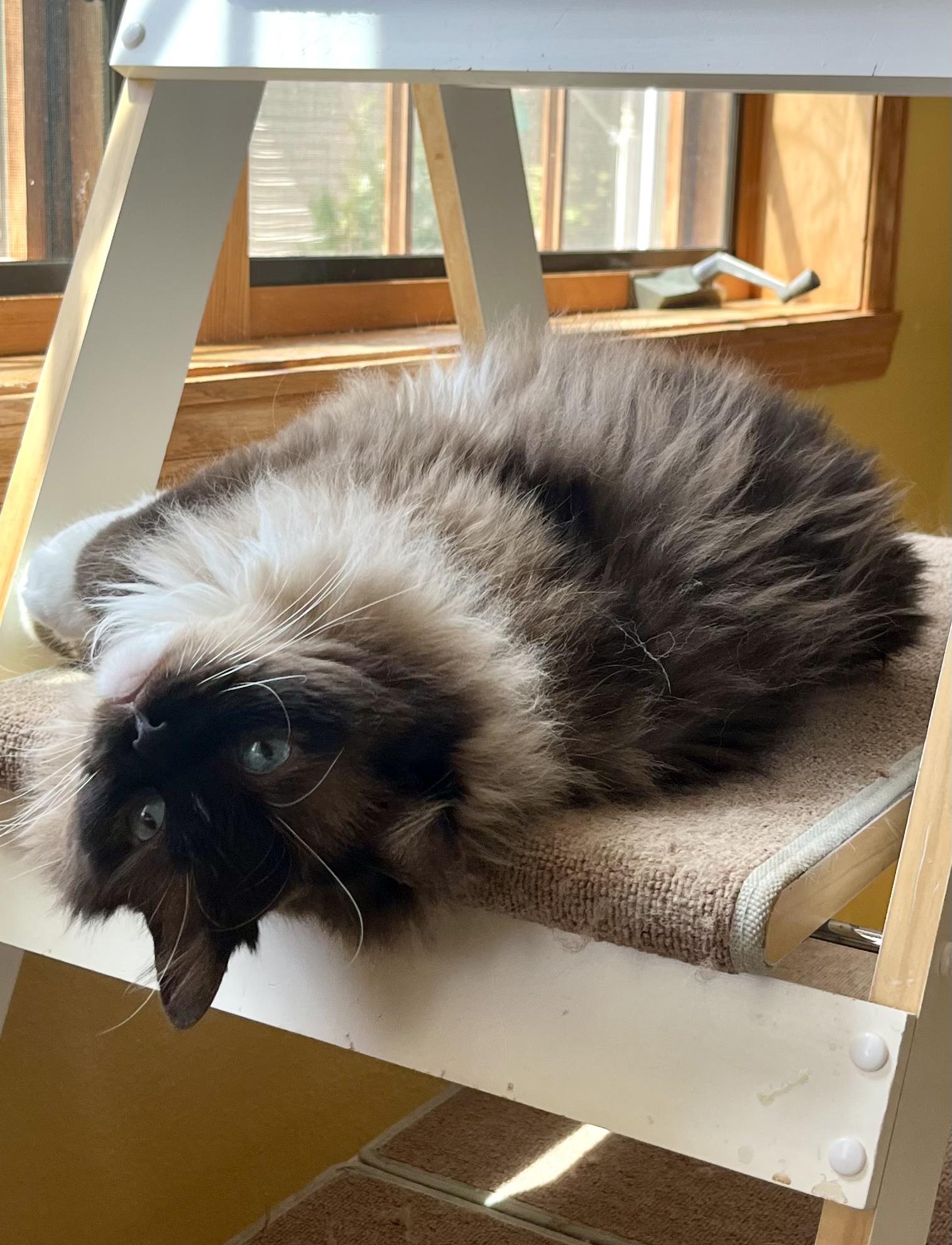 BRIE, an adopted Ragdoll in OshKosh, WI image 2/4
