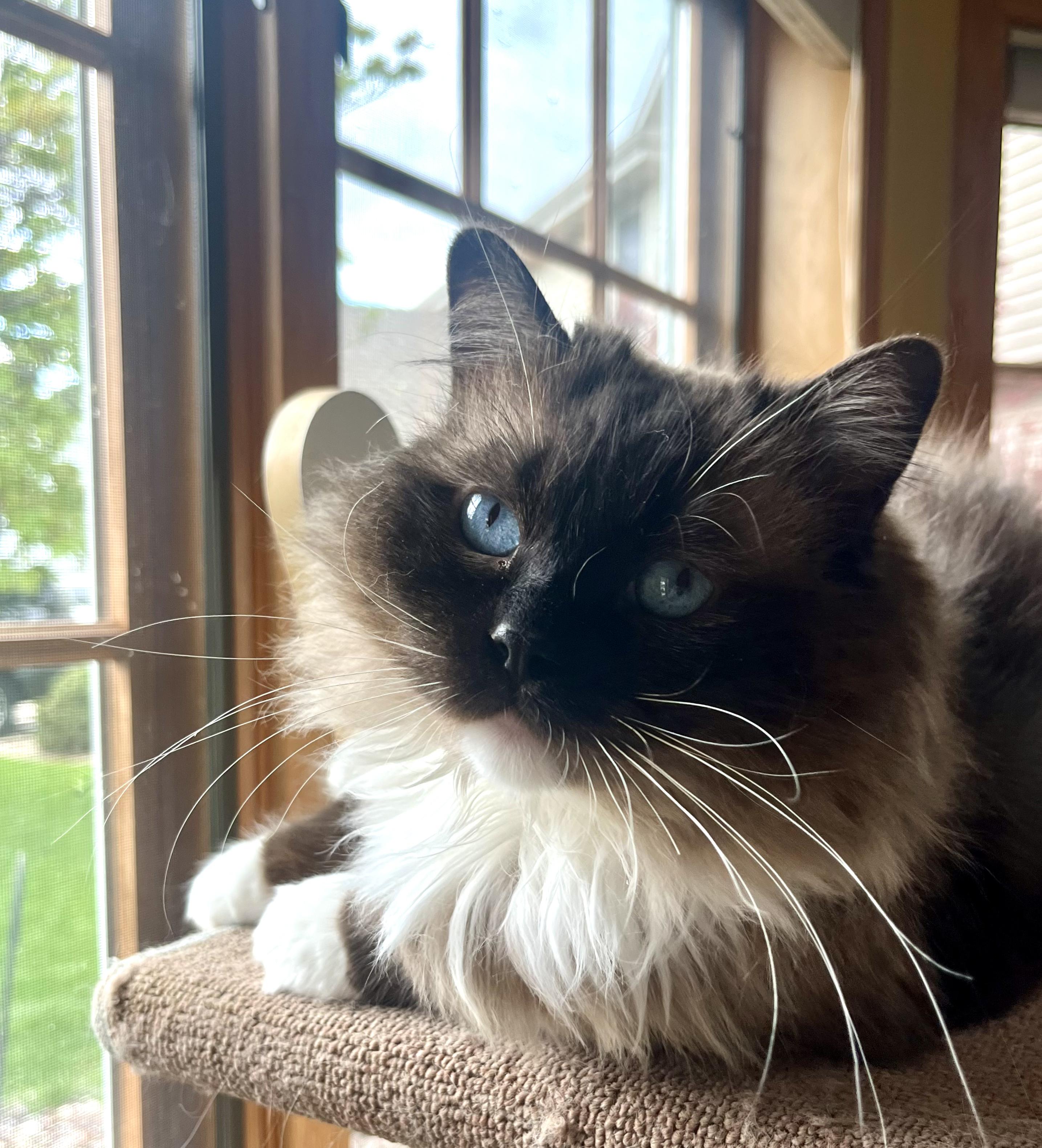 BRIE, an adopted Ragdoll in OshKosh, WI image 4/4