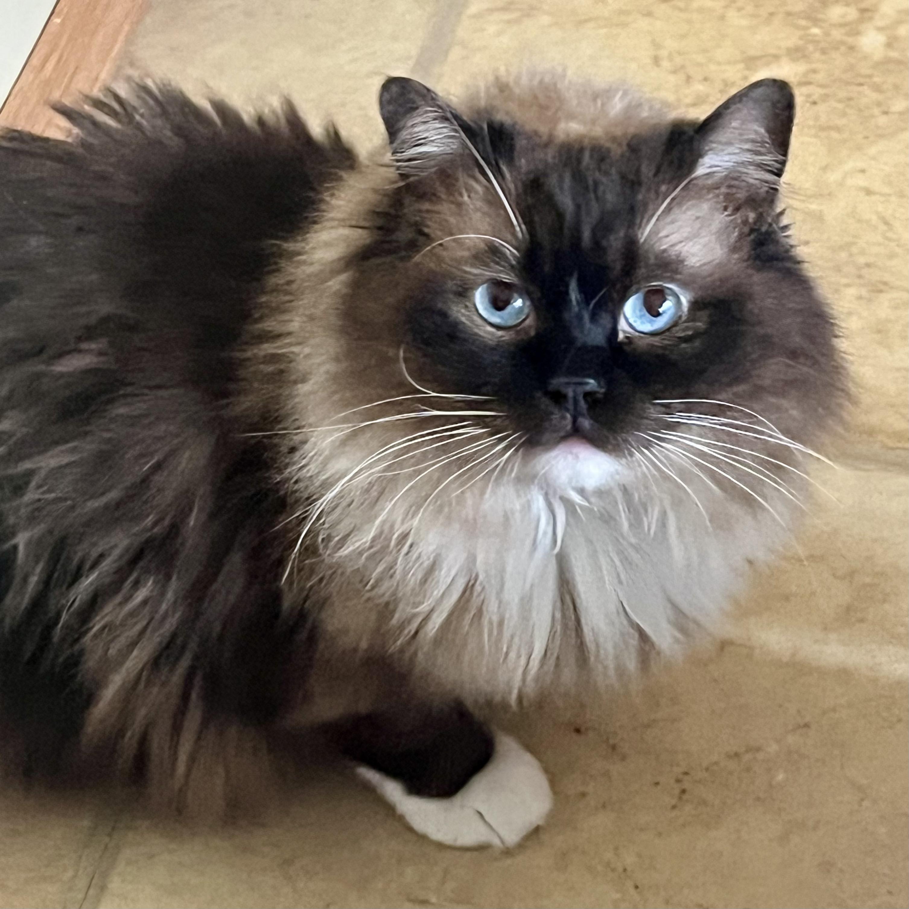 BRIE, an adopted Ragdoll in OshKosh, WI image 1/4