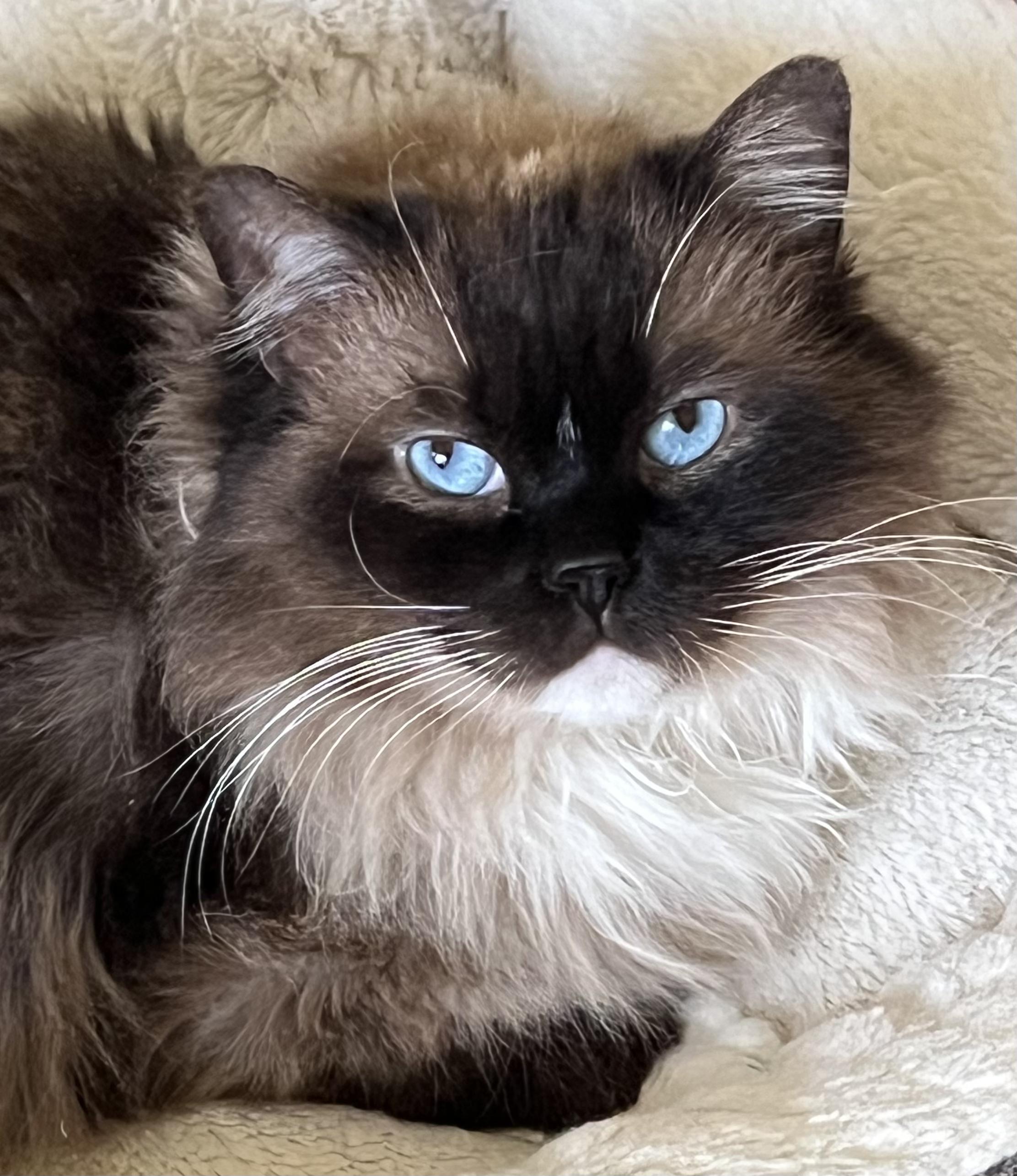 BRIE, an adopted Ragdoll in OshKosh, WI image 3/4