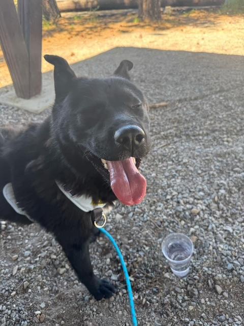 Bear, a Adoptable mixed breed in Libby, MT image 2/6