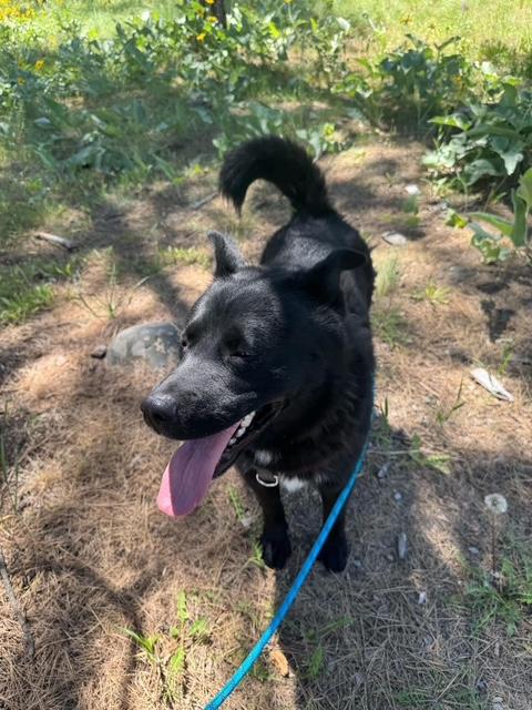Bear, a Adoptable mixed breed in Libby, MT image 6/6