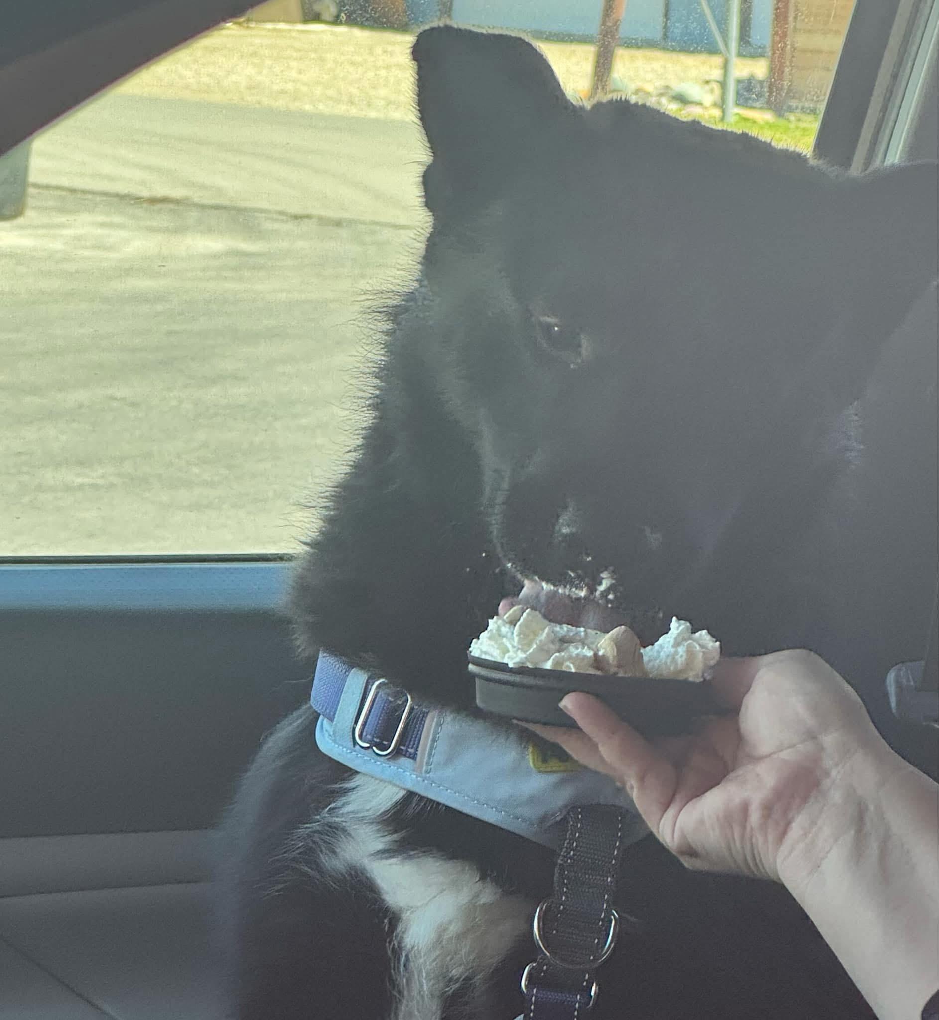 Bear, a Adoptable mixed breed in Libby, MT image 3/6