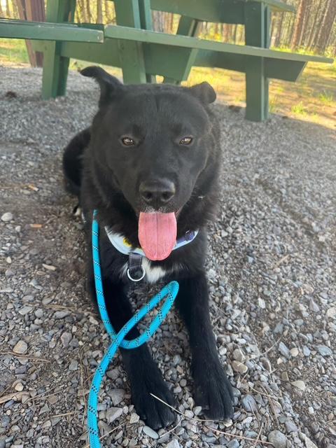 Bear, an adoptable Chow Chow in Libby, MT, 59923 | Photo Image 1
