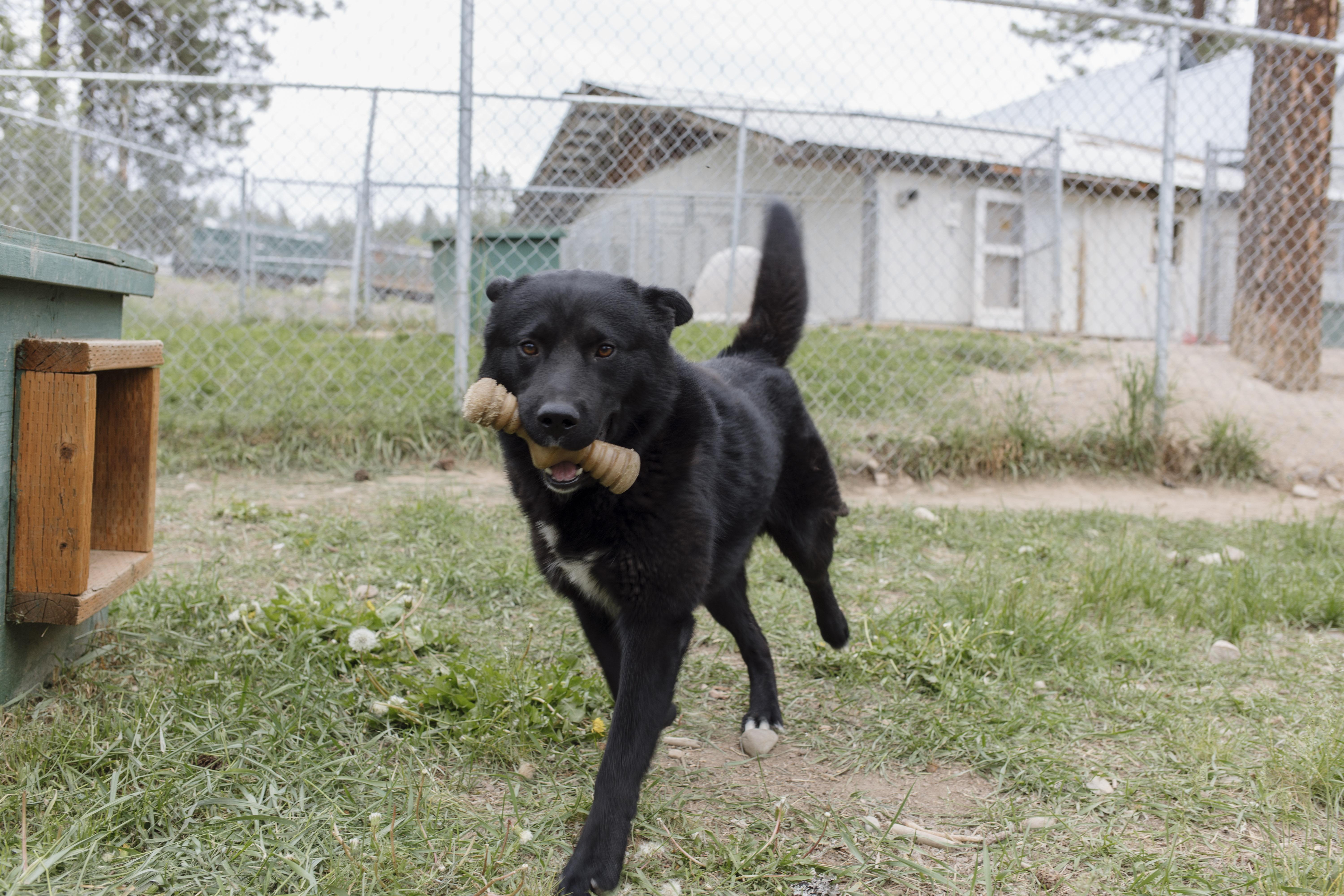 Bear, a Adoptable mixed breed in Libby, MT image 5/6